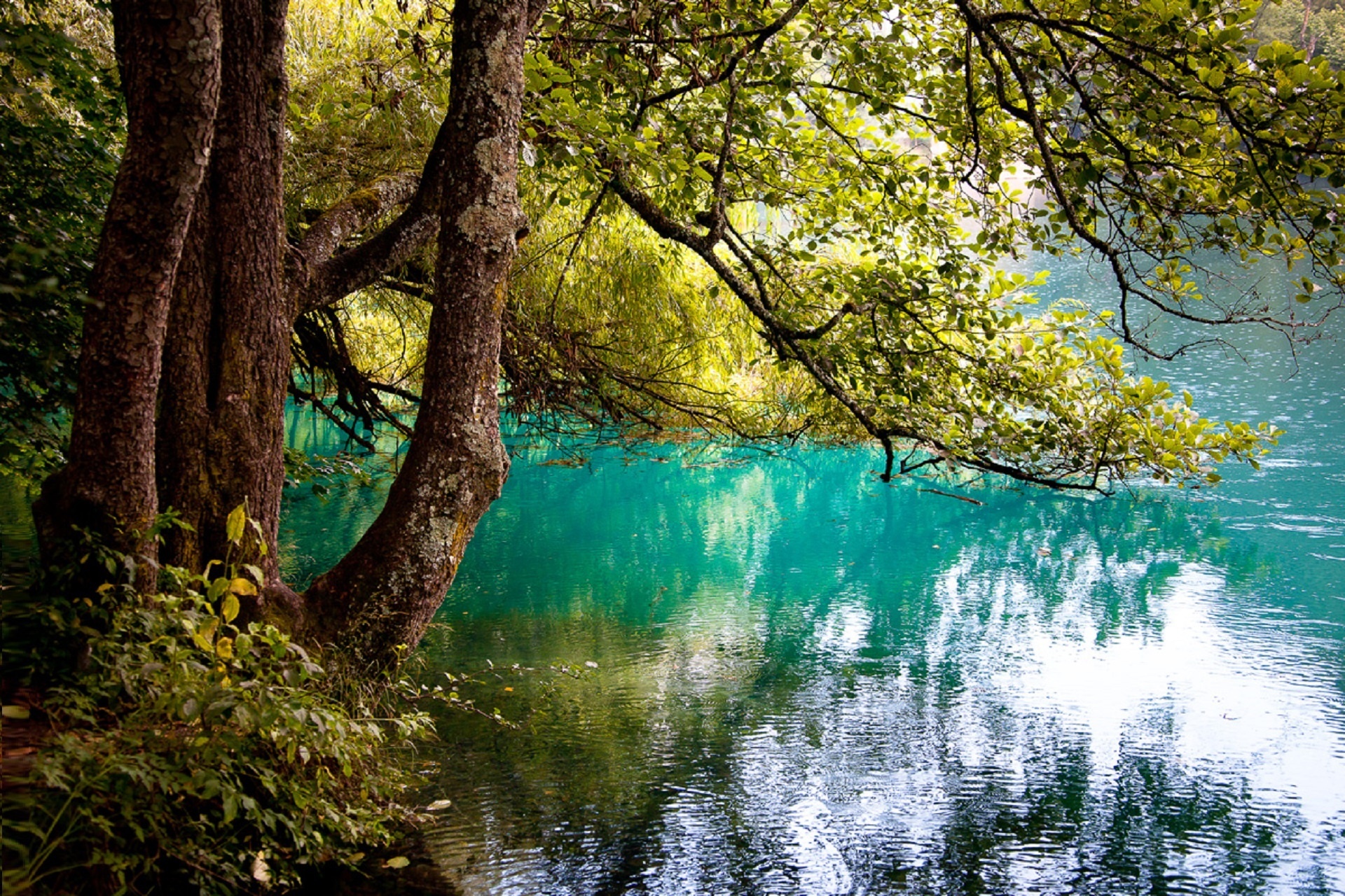 Обои деревья, озеро, отражение, ветви, юлия назаренко, trees, lake, reflection, branch, yulia nazarenko разрешение 1920x1280 Загрузить