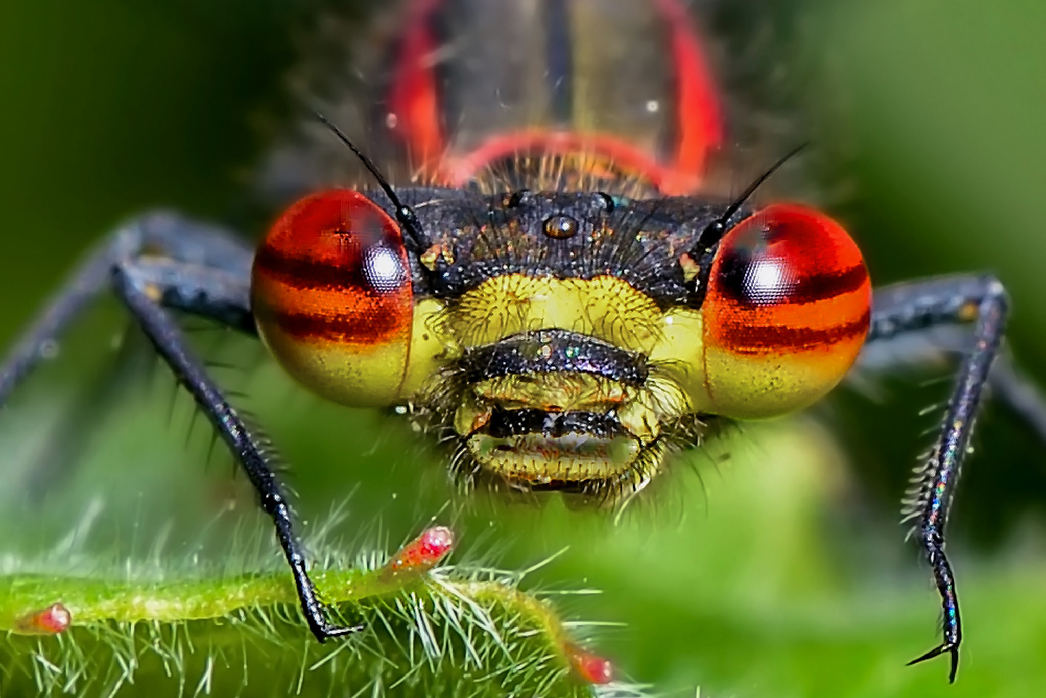 природа насекомое макро глаза стрекоза скачать