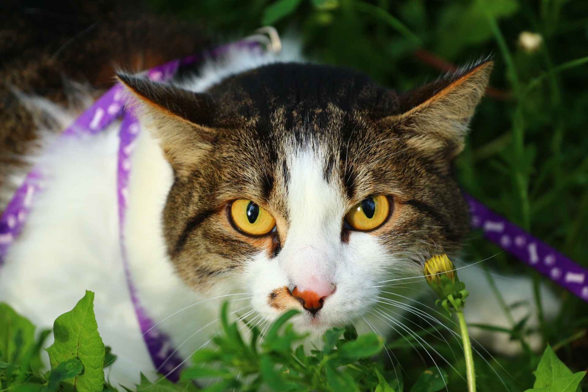 кошка взгляд трава скачать