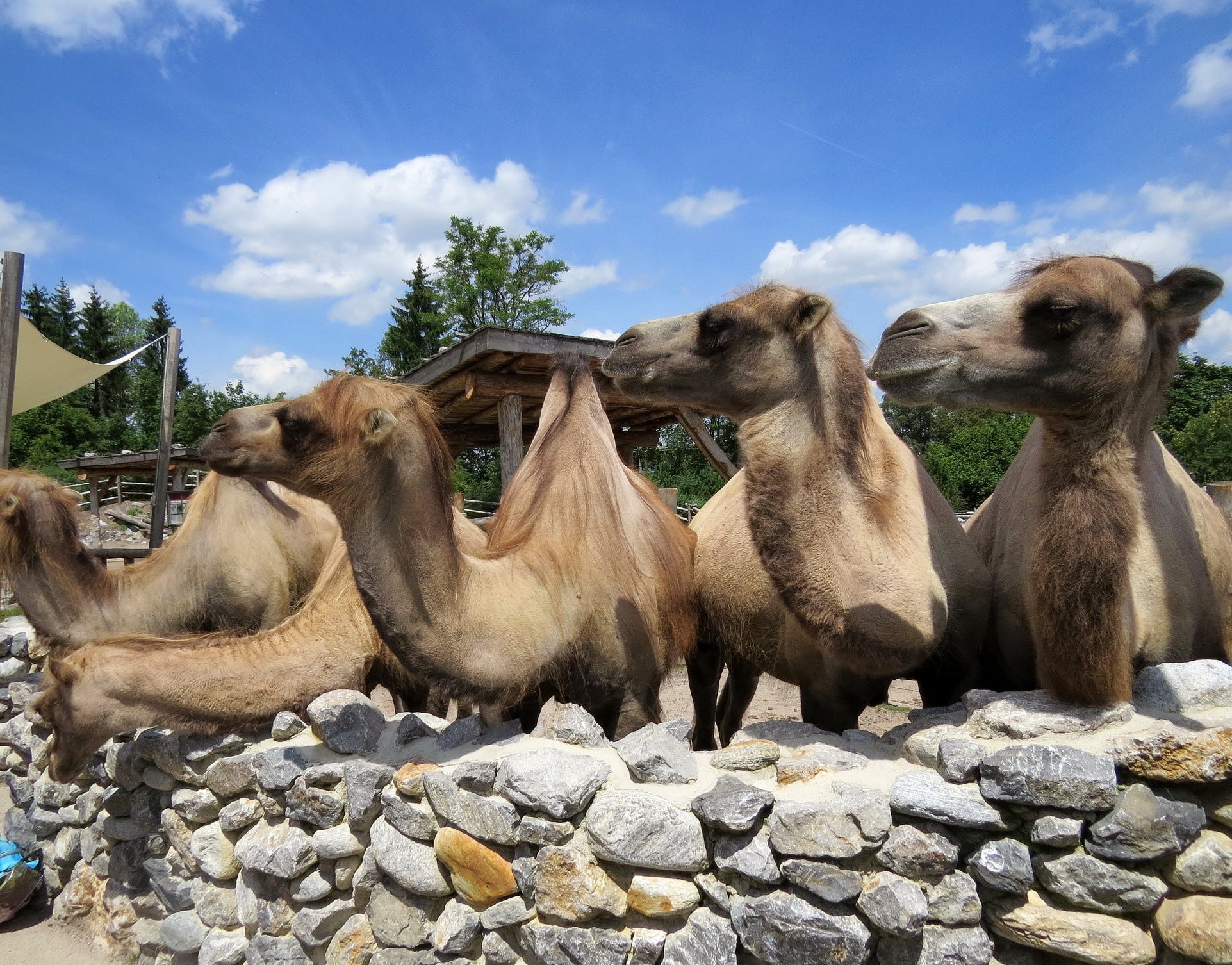 Обои группа, животные, верблюд, верблюды, group, animals, camel, camels разрешение 1923x1506 Загрузить