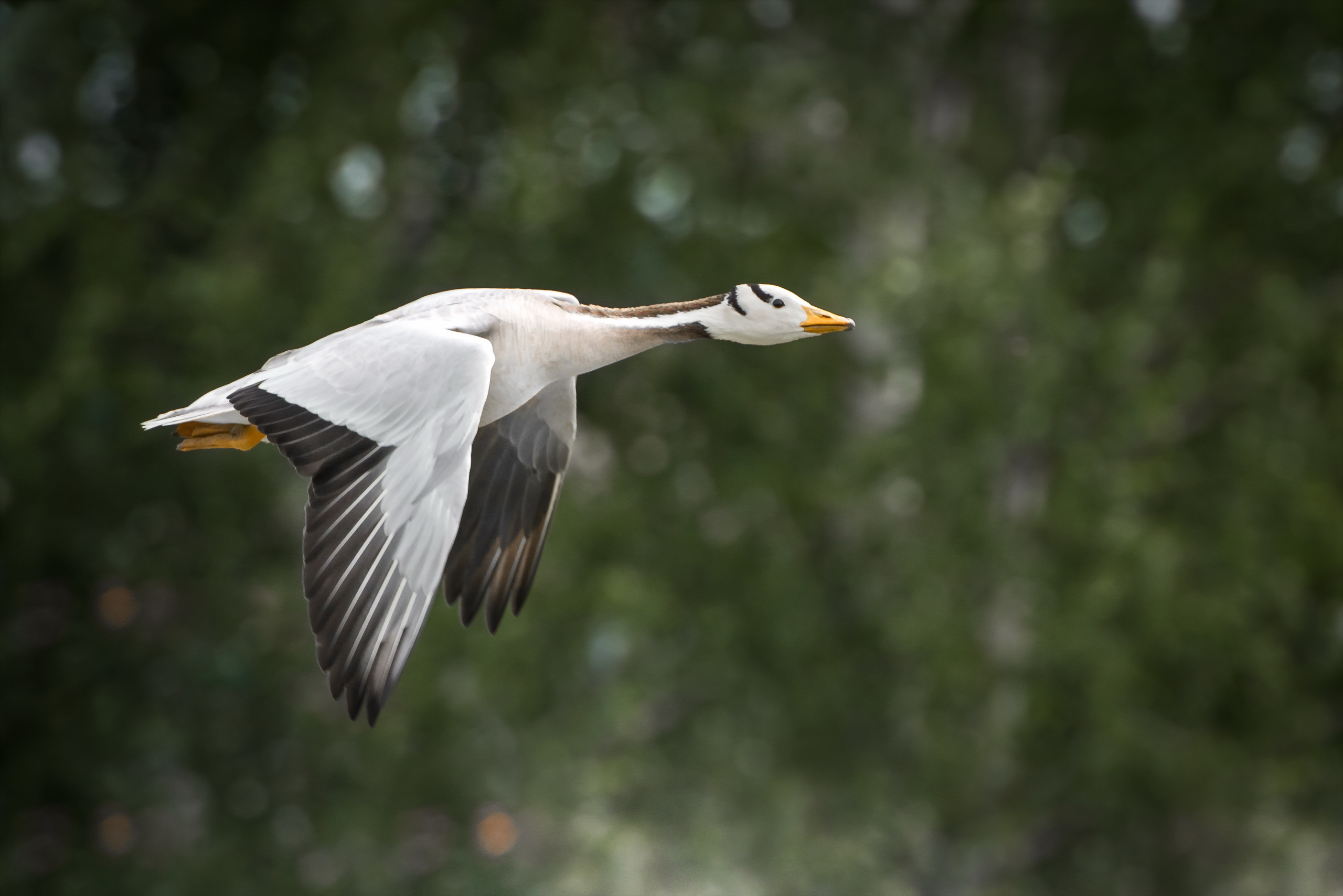 Обои природа, полет, крылья, птица, клюв, перья, гусь, nature, flight, wings, bird, beak, feathers, goose разрешение 2560x1709 Загрузить