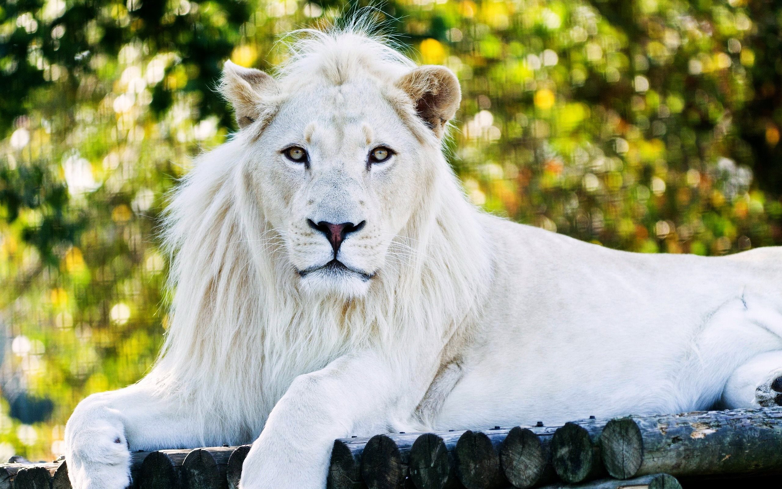 Белый лев без смс