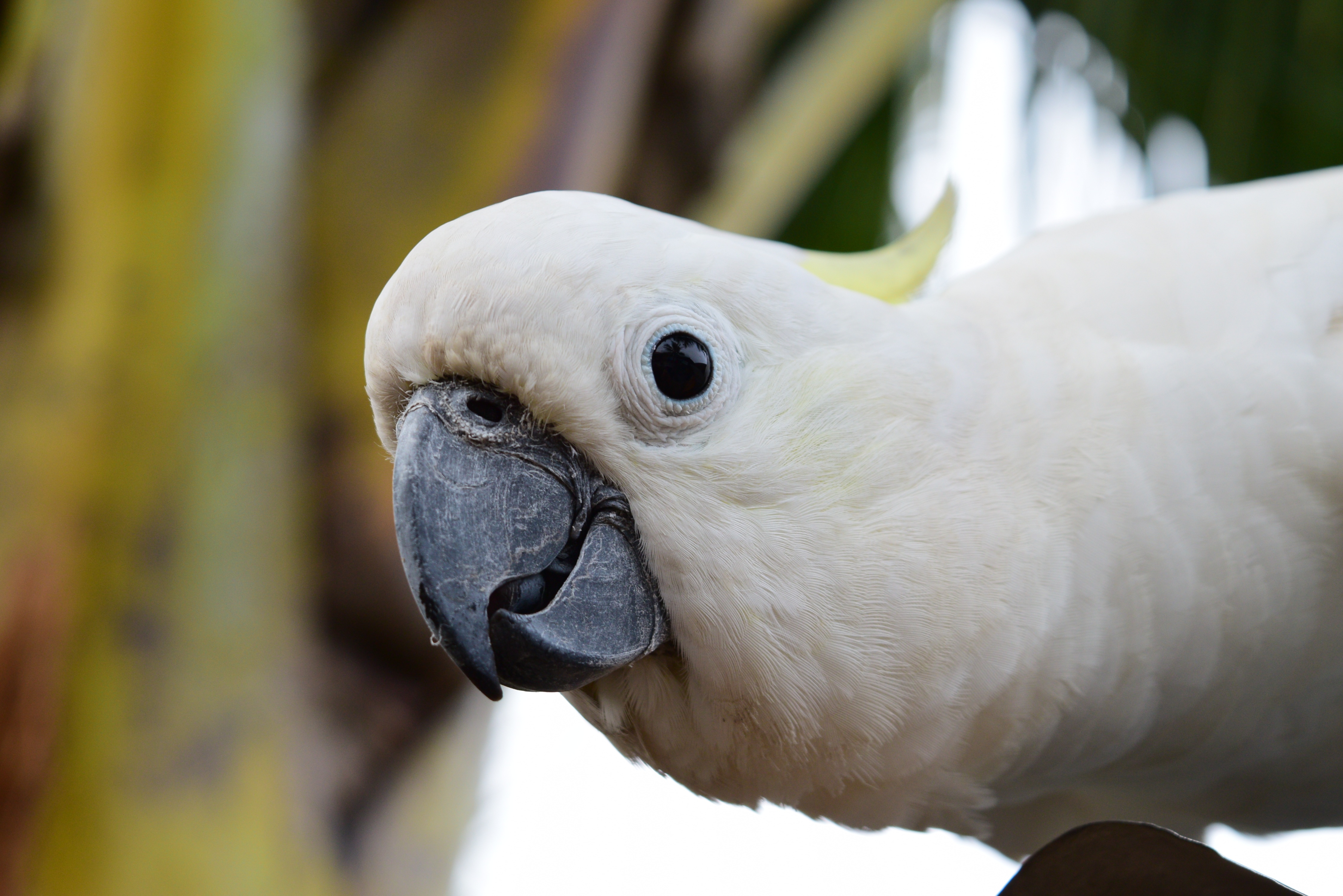 Обои взгляд, птица, клюв, попугай, какаду, look, bird, beak, parrot, cockatoo разрешение 4496x3000 Загрузить