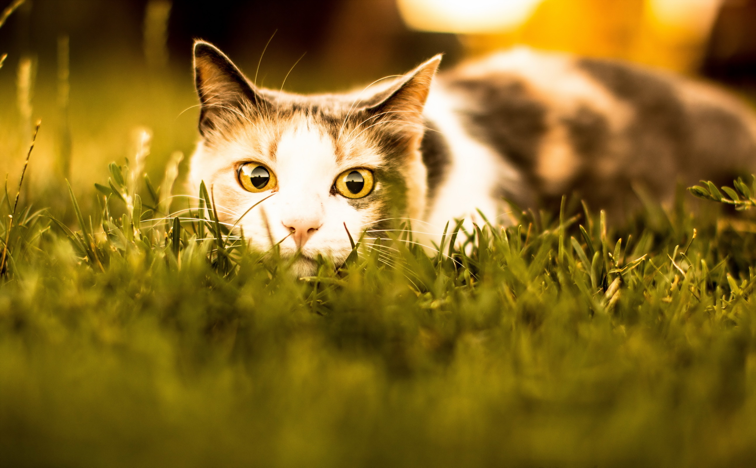 кошка взгляд трава скачать