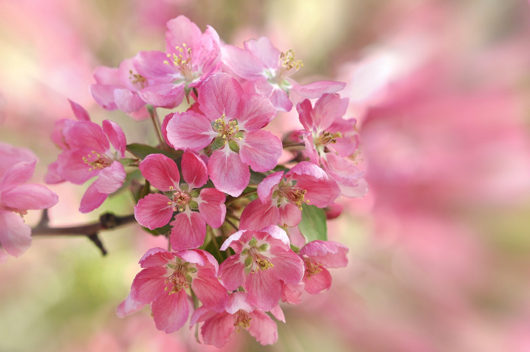 Обои лепестки, сад, весна, вишня, соцветие, petals, garden, spring, cherry, inflorescence разрешение 2048x1360 Загрузить