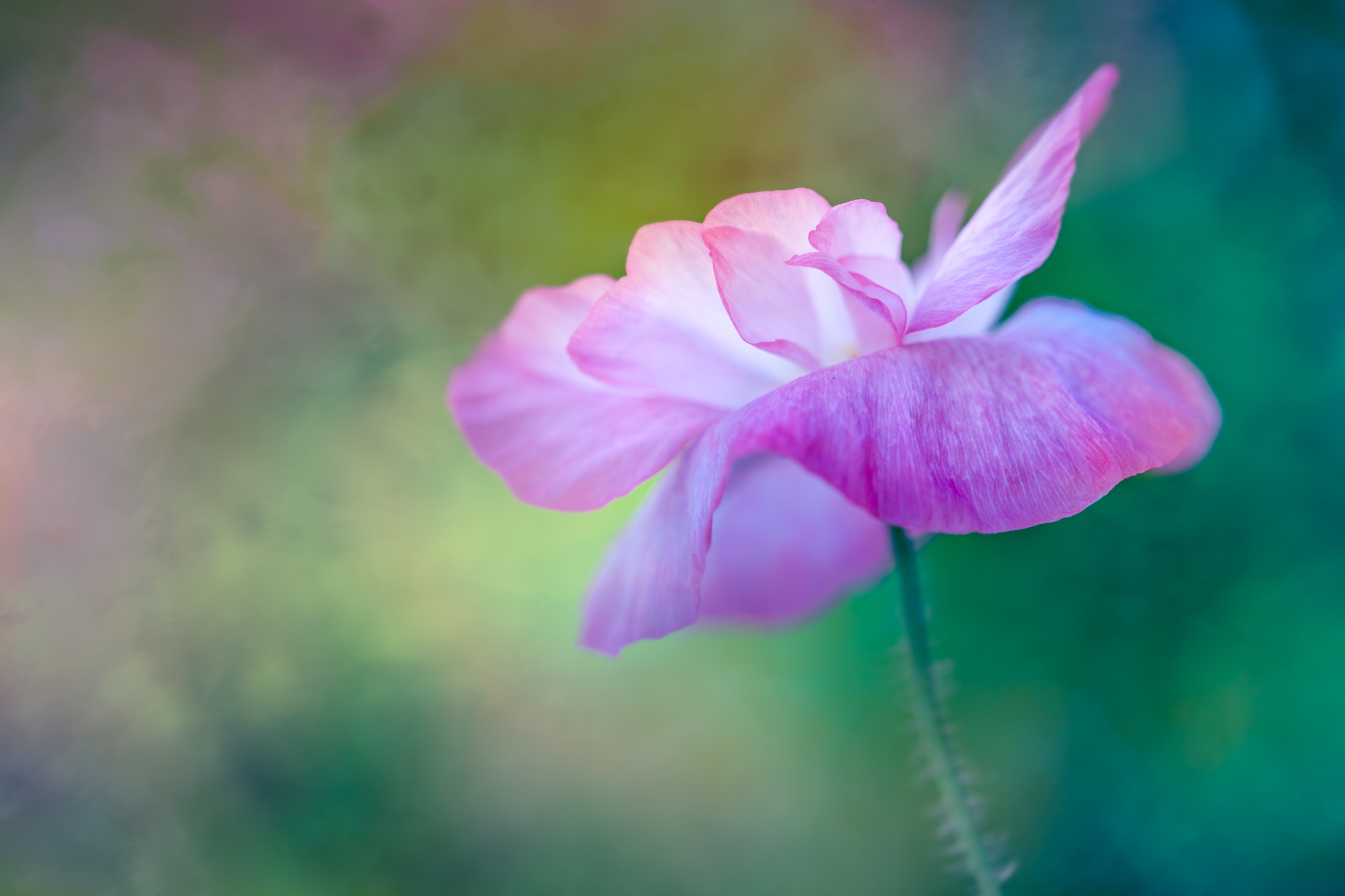 Обои макро, цветок, размытость, мак, розовый, macro, flower, blur, mac, pink разрешение 5760x3840 Загрузить