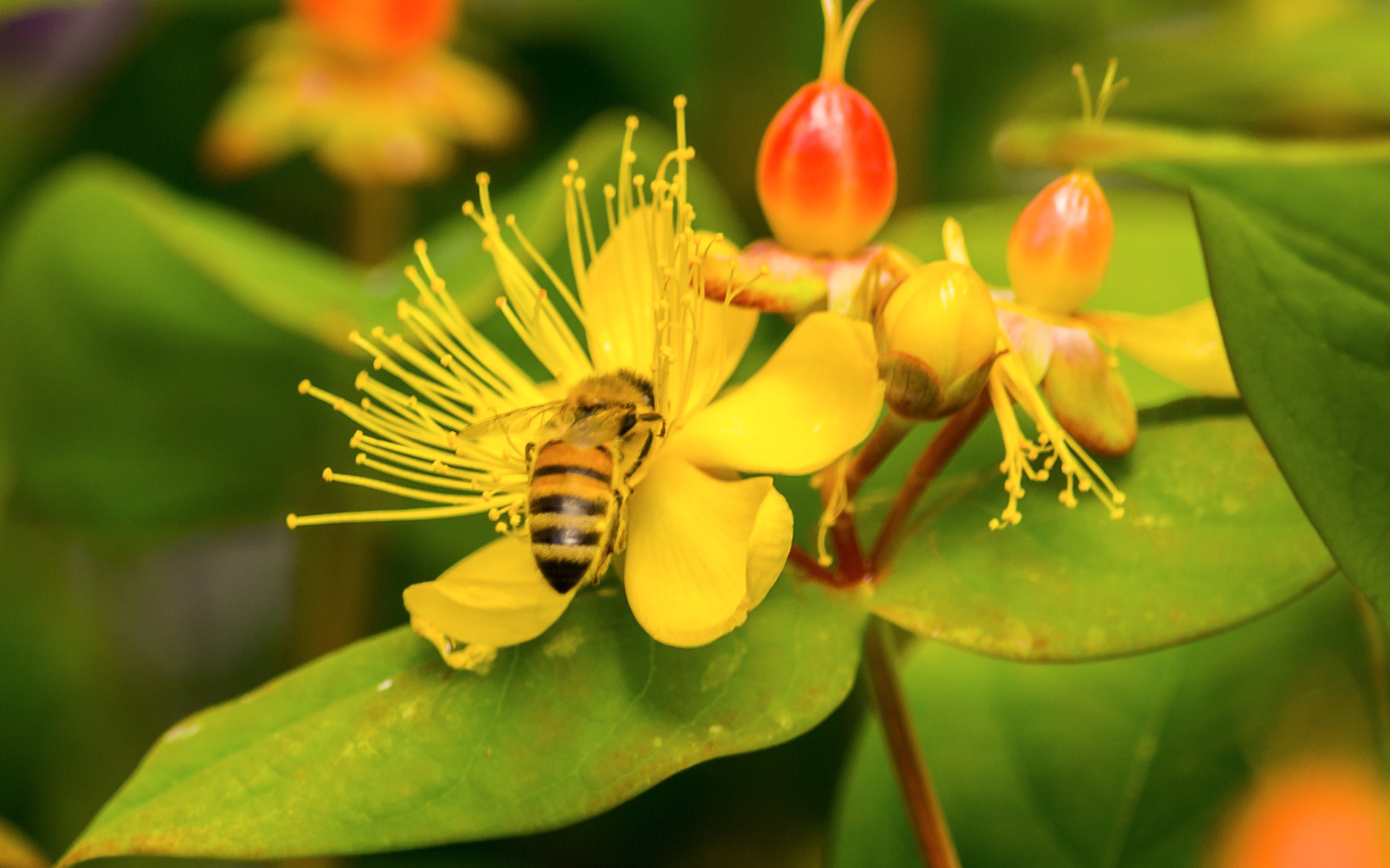 цветок пчела макро загрузить