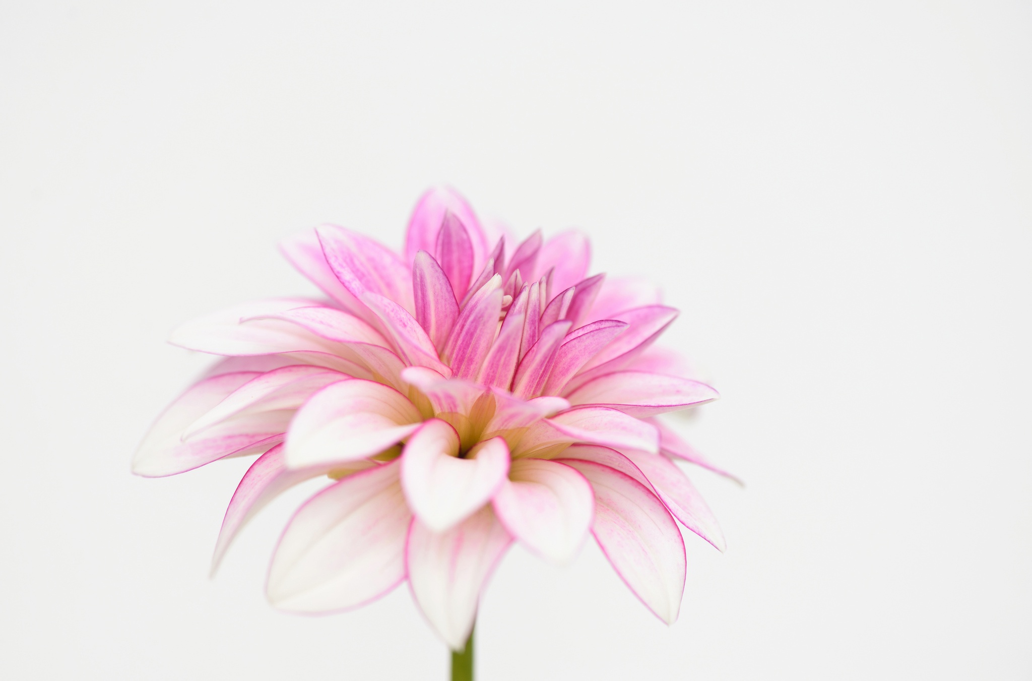 Обои макро, лепестки, белый фон, георгин, macro, petals, white background, dahlia разрешение 2048x1351 Загрузить