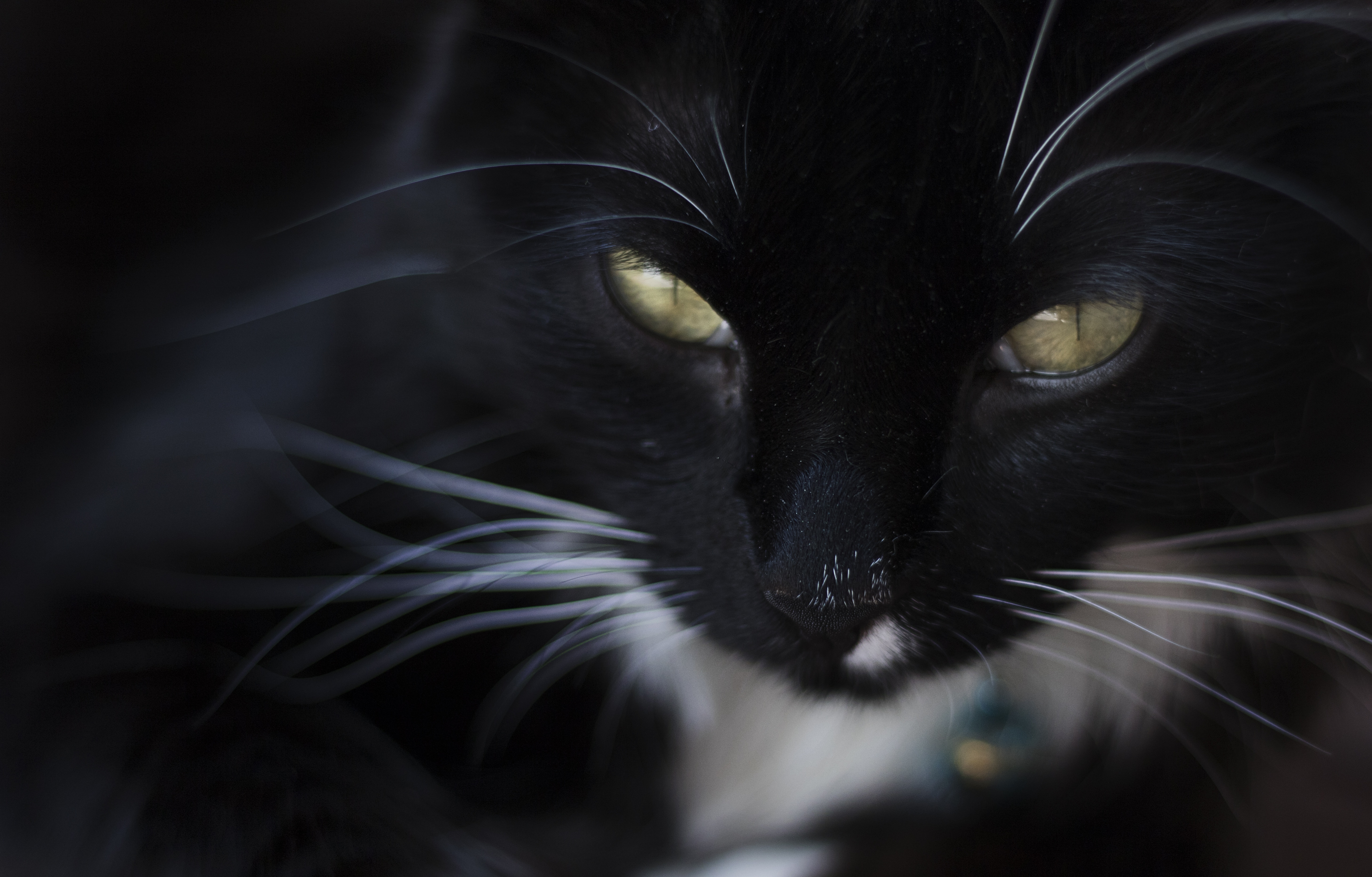 Обои морда, кот, шерсть, кошка, чёрная кошка, желтые глаза, face, cat, wool, black cat, yellow eyes разрешение 5828x3727 Загрузить