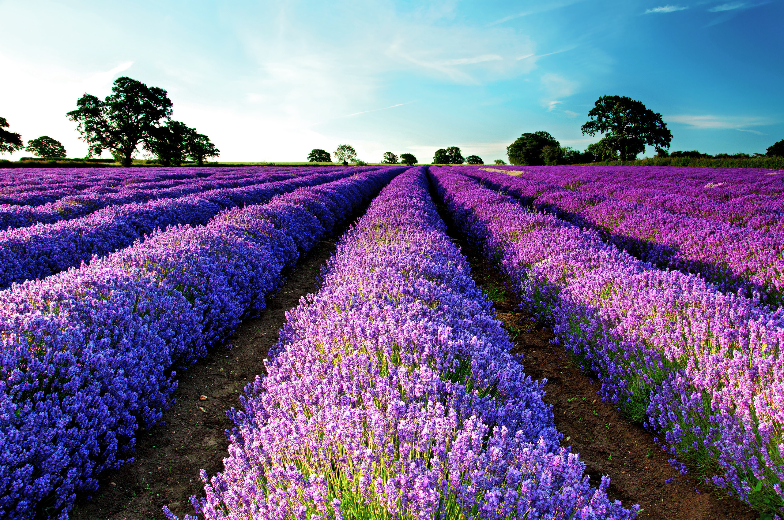 Обои небо, природа, поле, лаванда,  цветы, the sky, nature, field, lavender, flowers разрешение 2560x1700 Загрузить