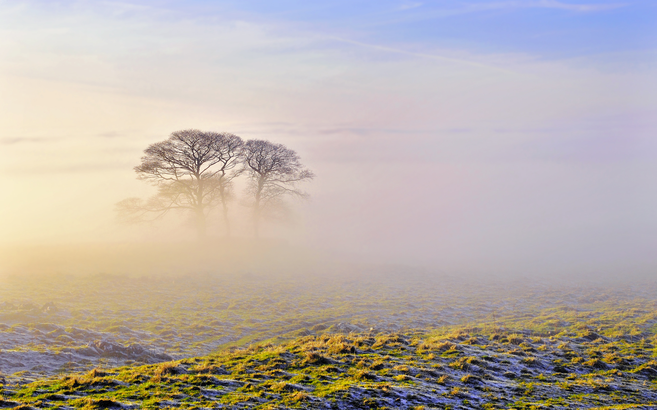 природа трава деревья утро туман загрузить