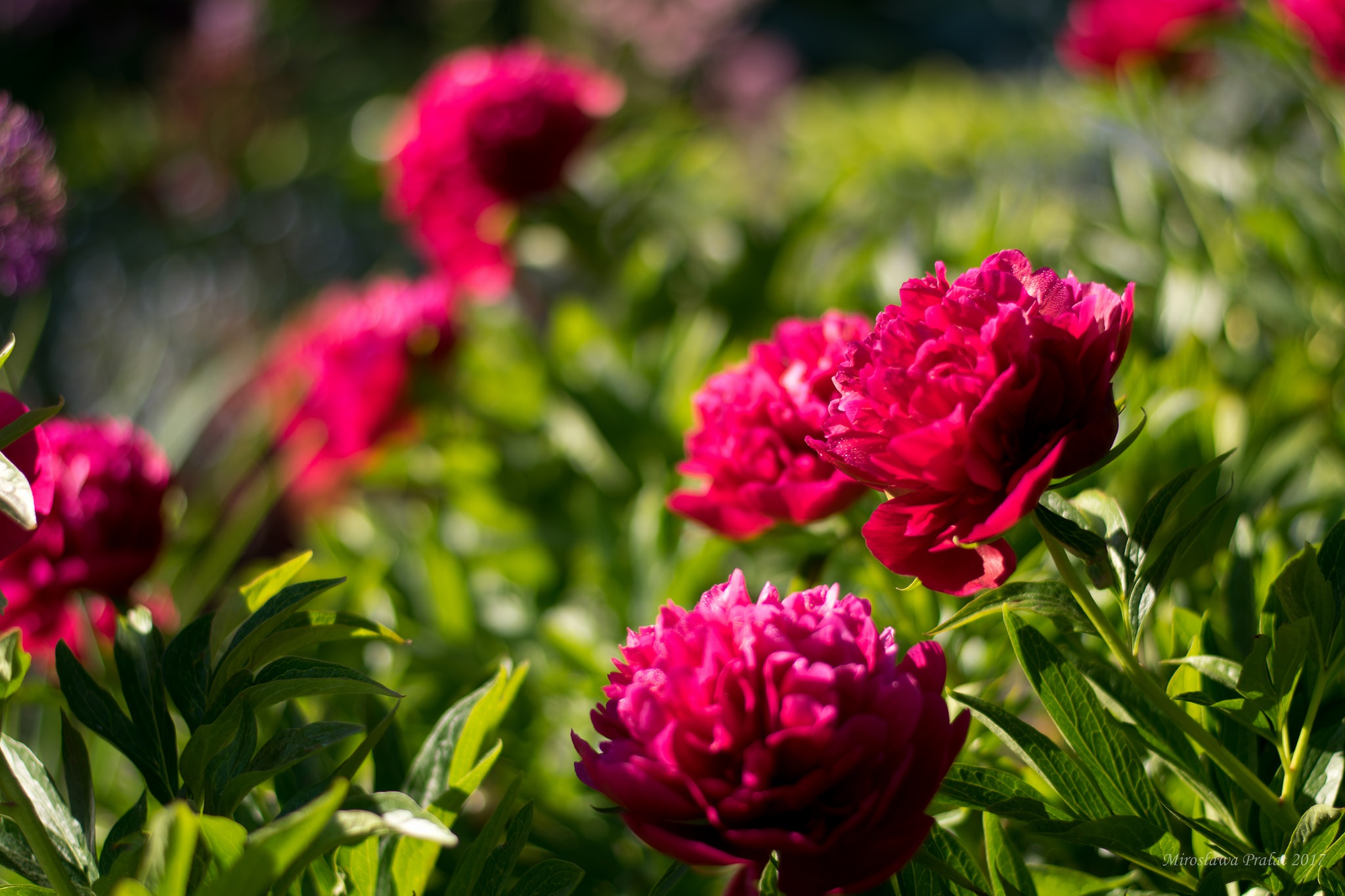 Обои цветы, листья, лепестки, пионы, flowers, leaves, petals, peonies разрешение 2048x1365 Загрузить