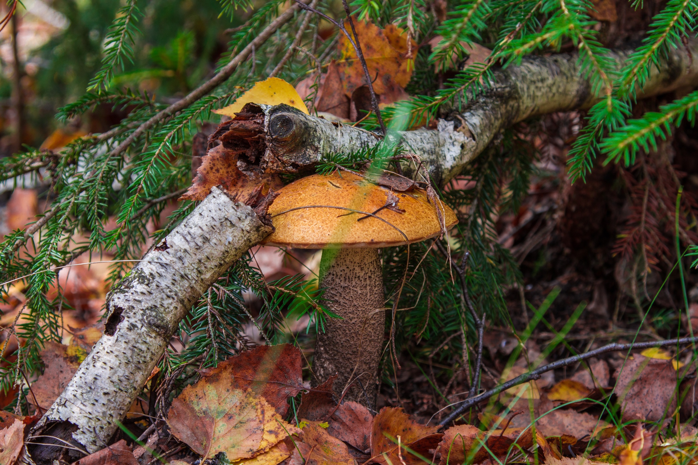природа гриб осень листья скачать