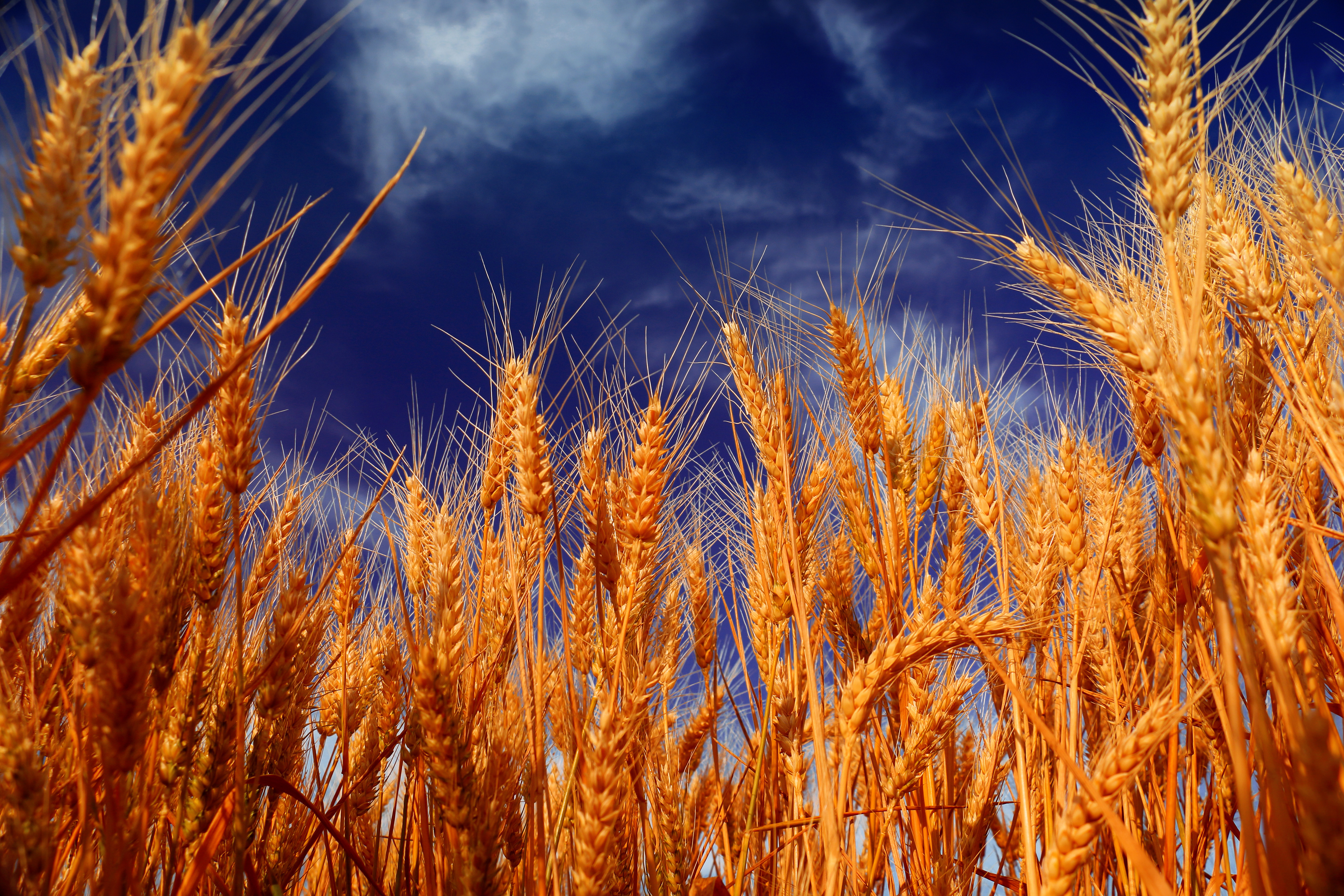 В тишине полей наливаются золотом колосья. Баграт пшеница. Колос озимой пшеницы. Озимая пшеница Гром. Рустикана пшеница.
