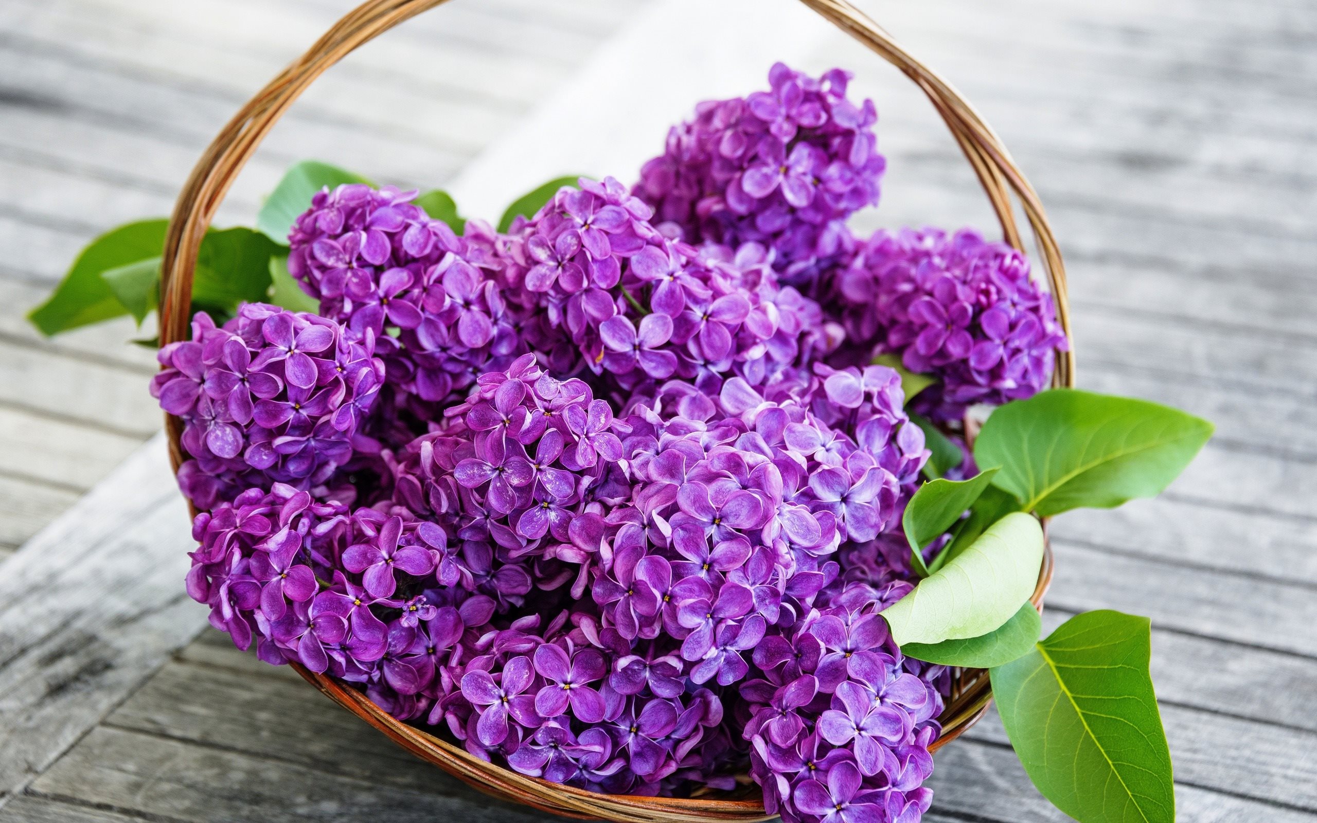 Обои цветы, весна, сирень, корзинка, flowers, spring, lilac, basket разрешение 2560x1600 Загрузить