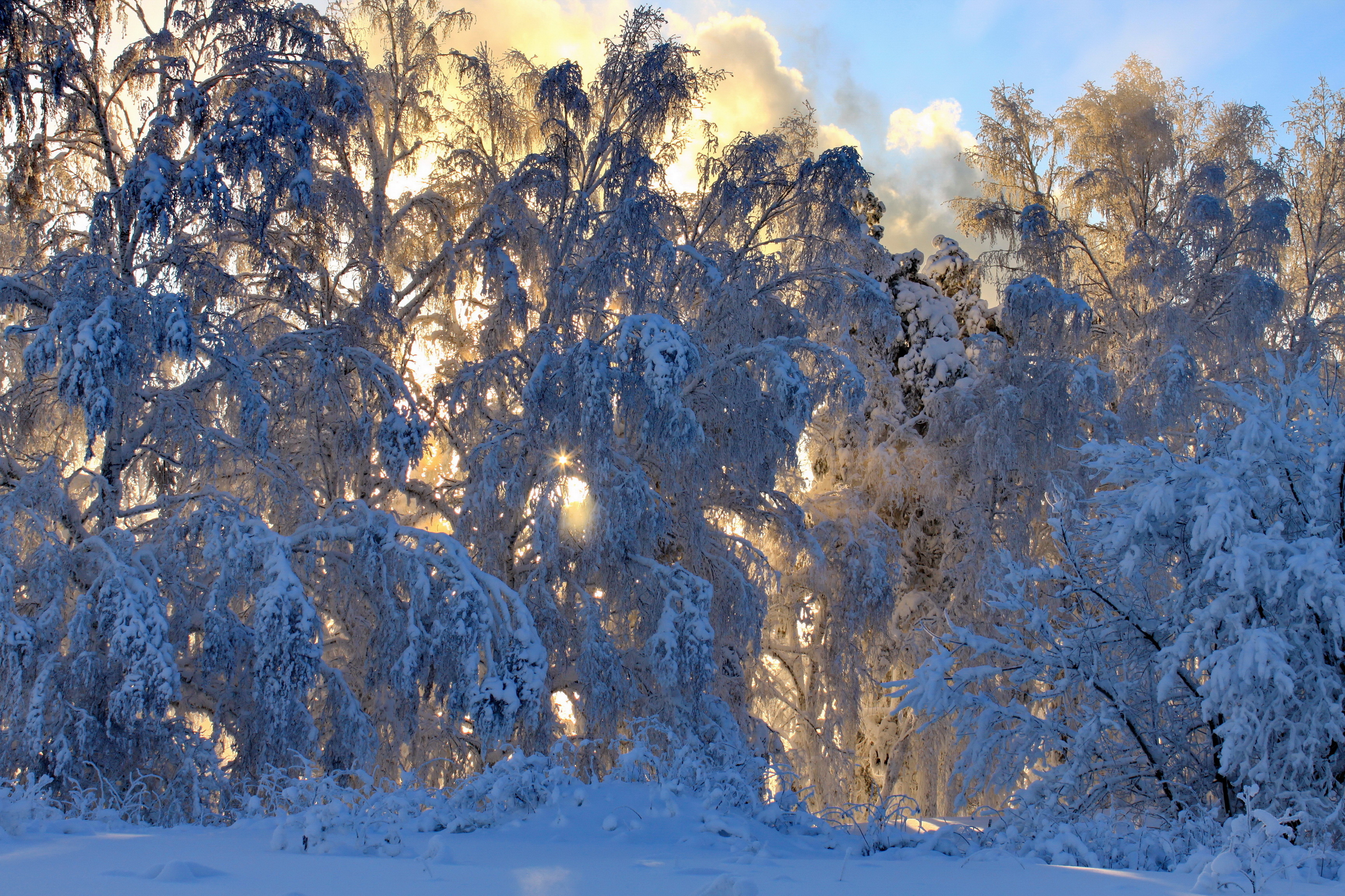 природа снег зима деревья nature snow winter trees скачать