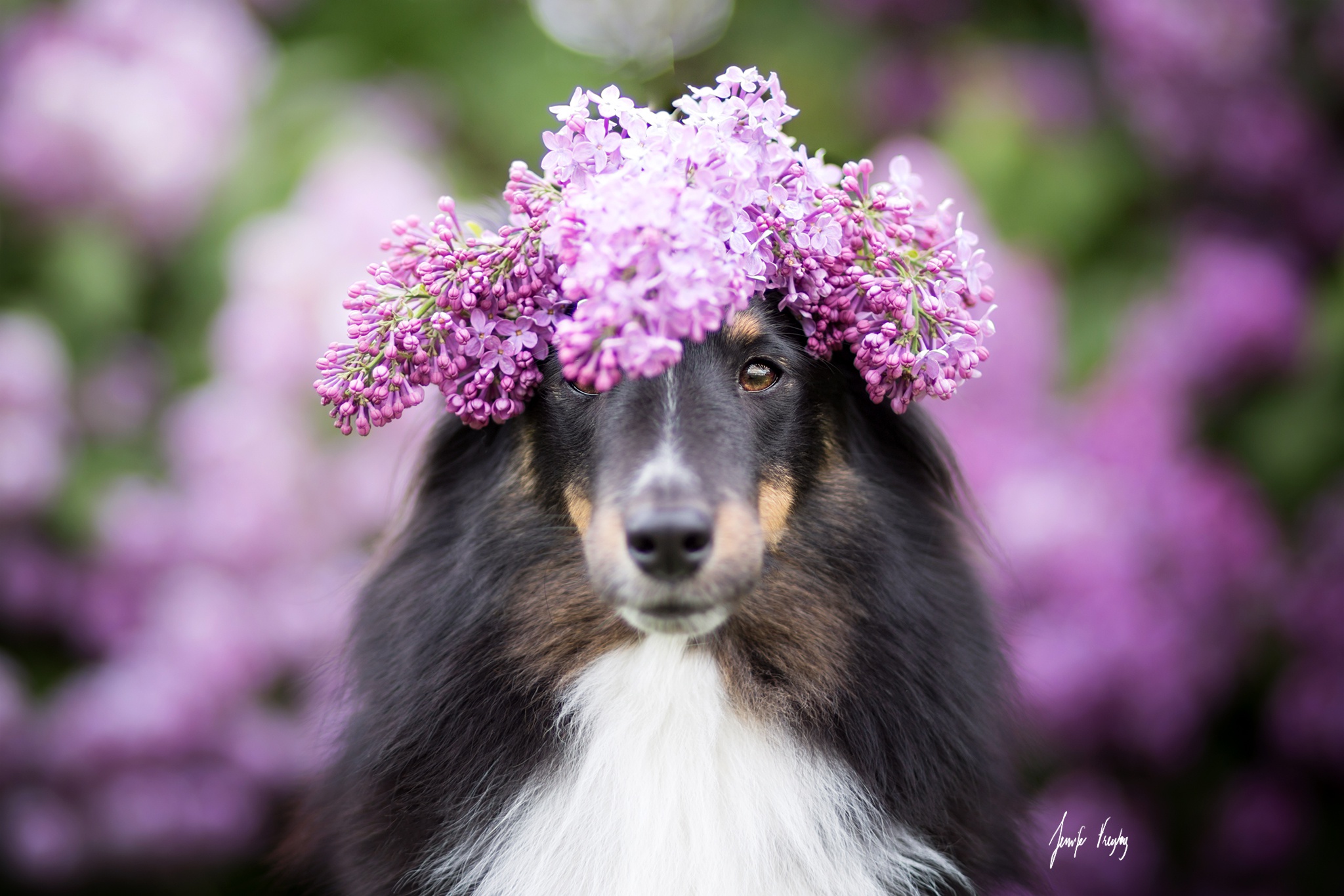 Обои цветы, собака, размытость, венок, сирень, колли, шотландская овчарка, flowers, dog, blur, wreath, lilac, collie, scottish shepherd разрешение 2048x1365 Загрузить