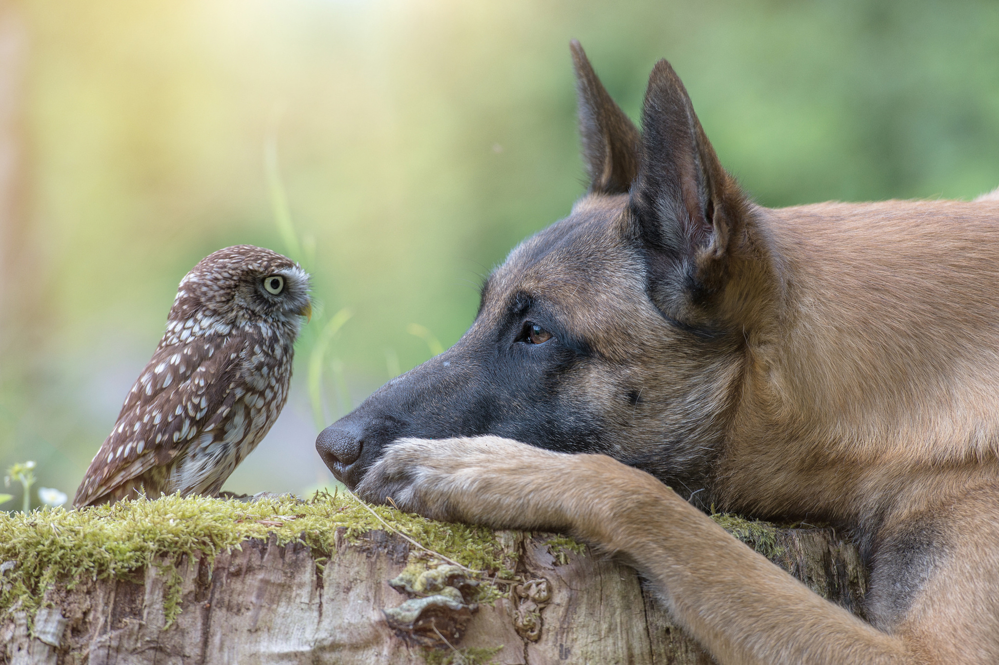 Обои сова, собака, профиль, птица, пень, owl, dog, profile, bird, stump разрешение 2048x1363 Загрузить