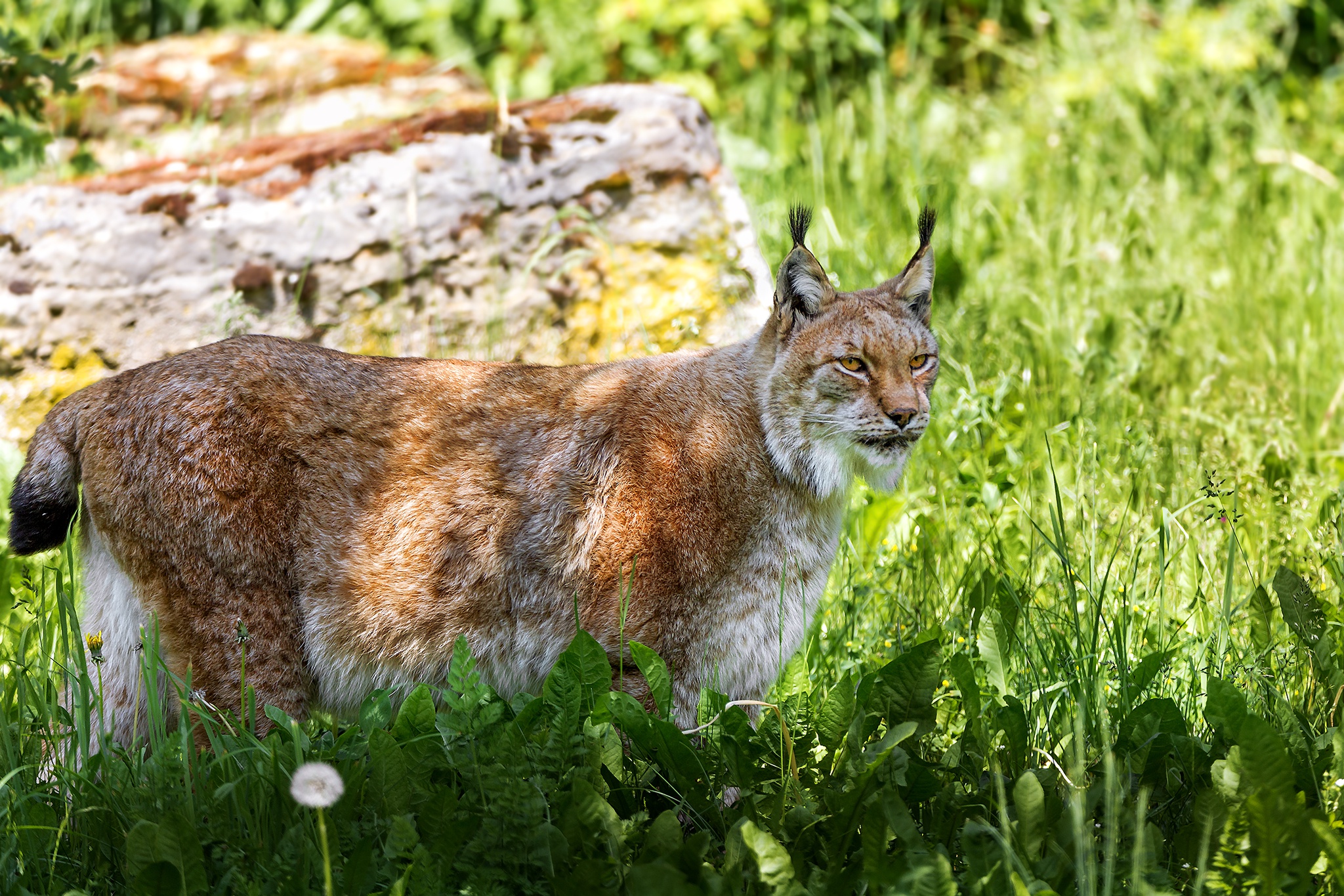 рысь на траве зверь lynx on the grass beast бесплатно