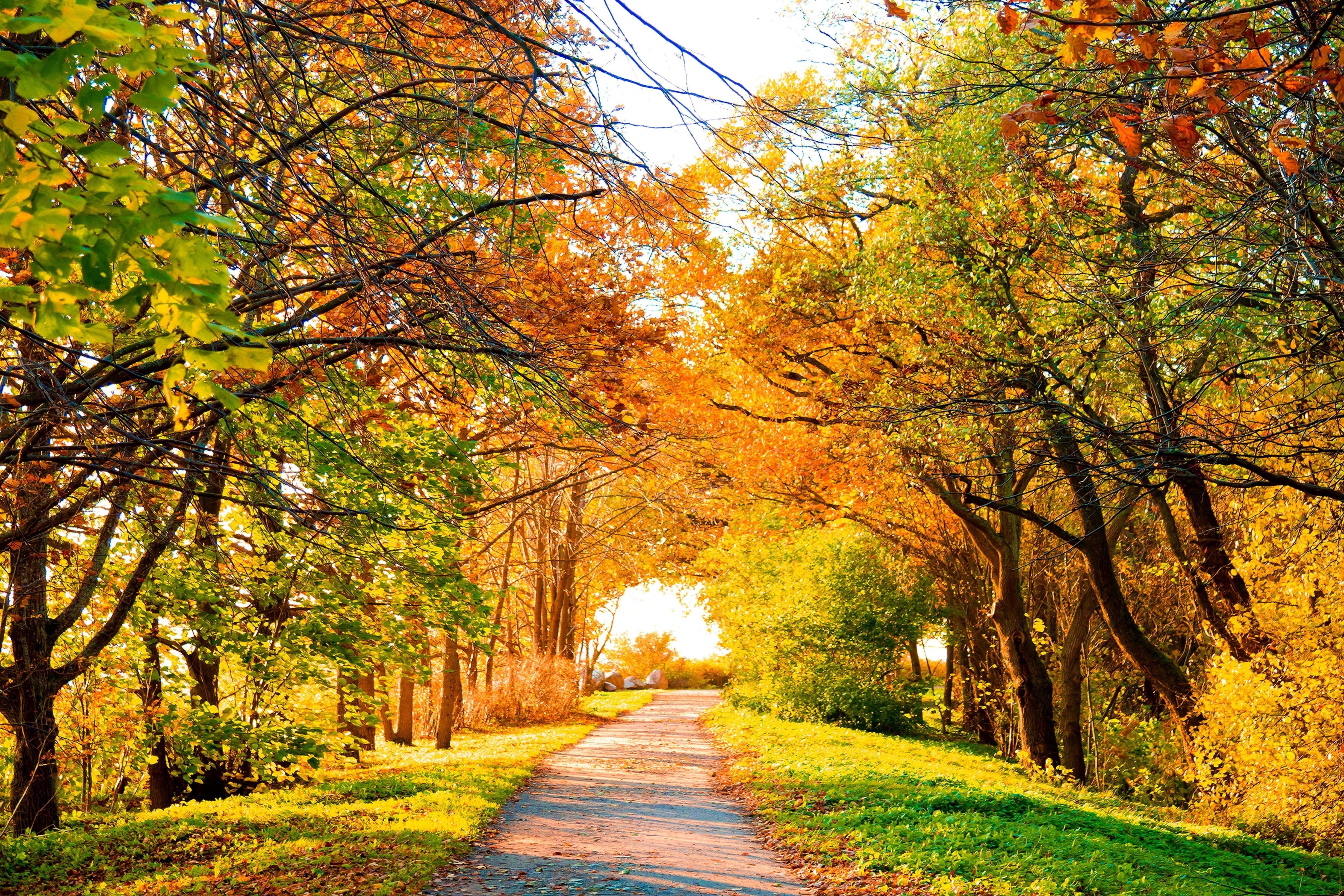 Картинки осени на рабочий. Природа осень. Золотая осень. Красивая осень. Природа осенью.