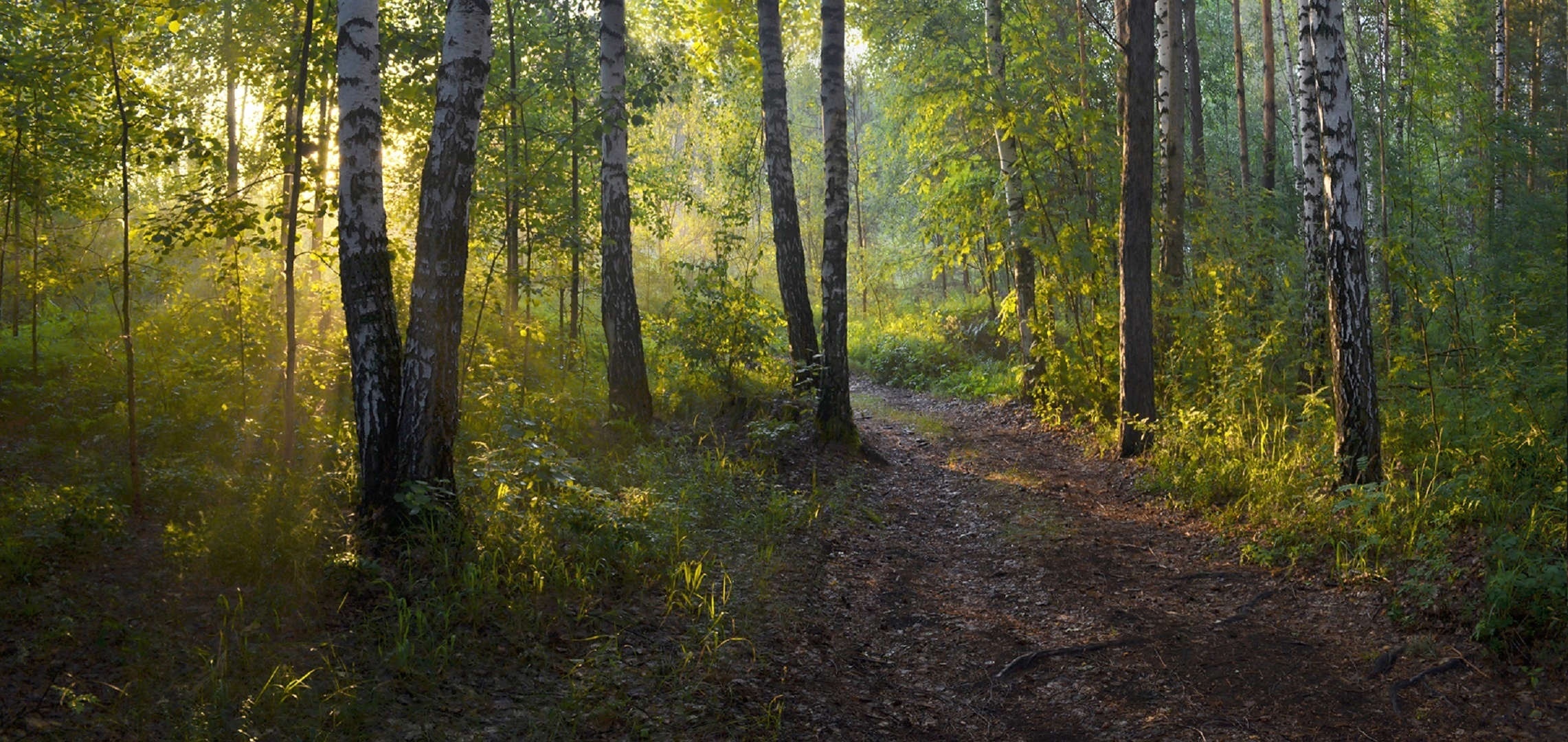 Обои лес, утро, березы, тропинка, irina shapronova, утренний свет, forest, morning, birch, path разрешение 2282x1080 Загрузить