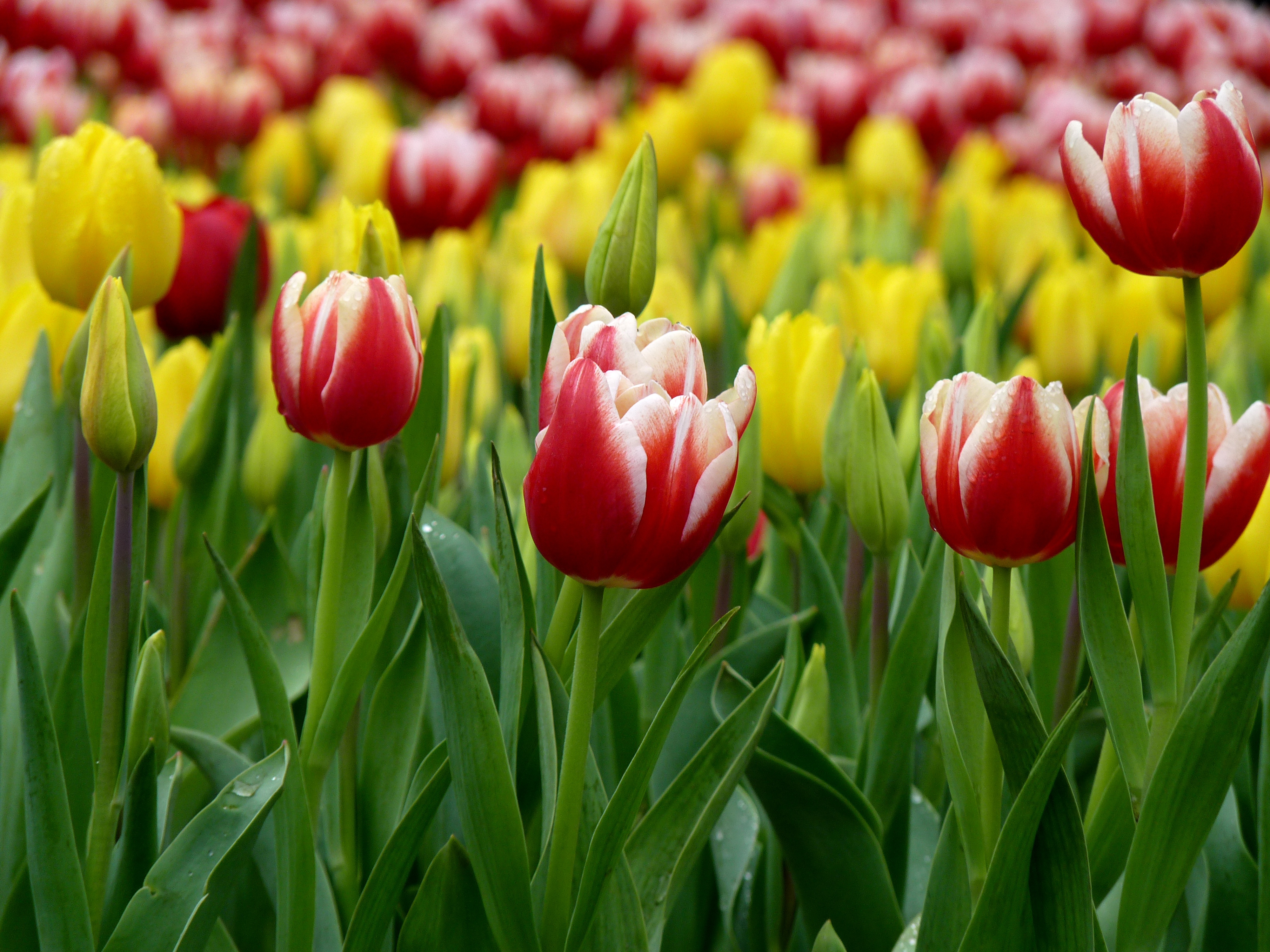 Тюльпан полный. Тюльпан Перт. Tulipa gesneriana. Тюльпан Vesna. Тюльпан оранж шерпа.