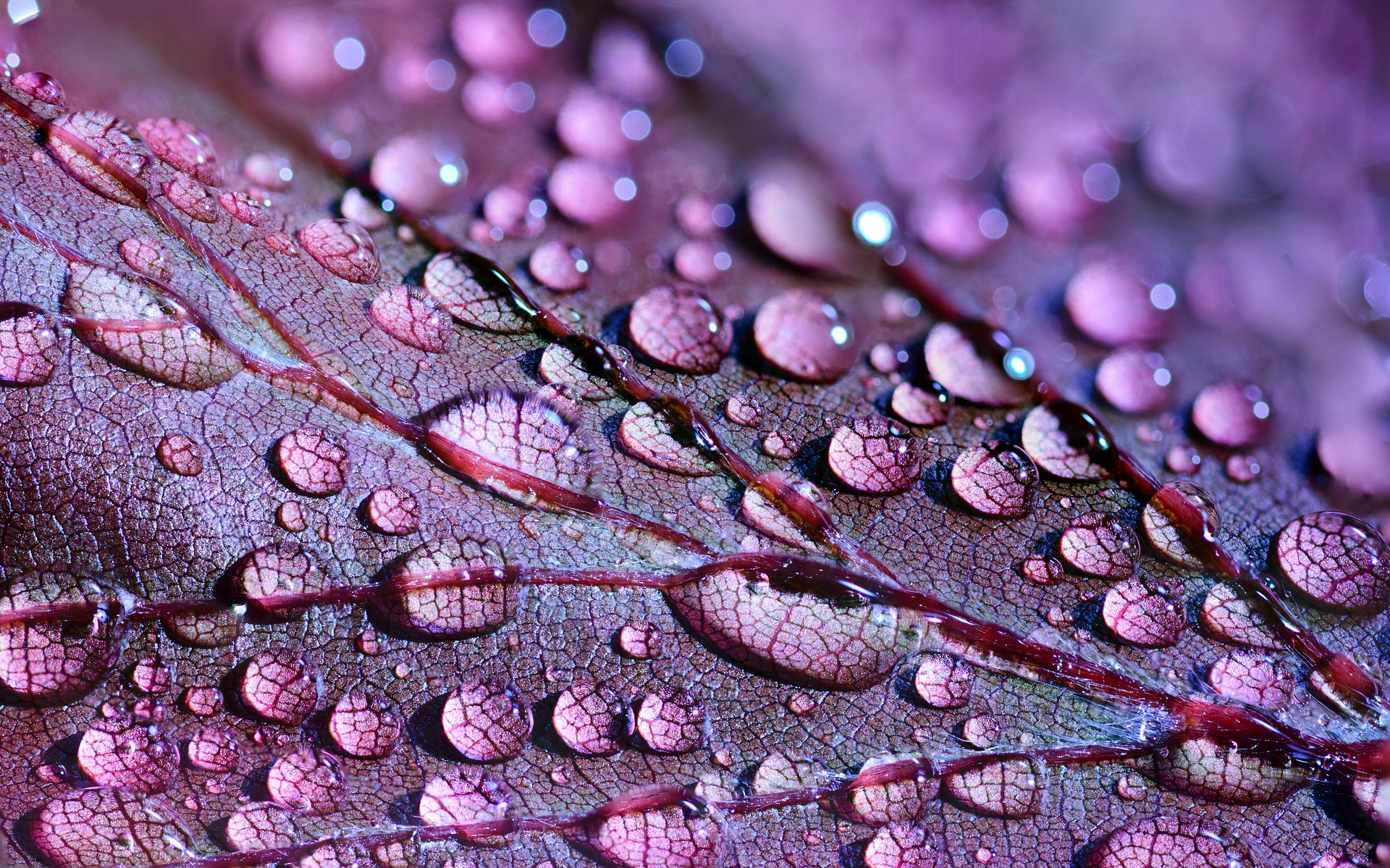 Обои вода, природа, макро, капли, осень, лист, прожилки, крупный план, water, nature, macro, drops, autumn, sheet, veins, close-up разрешение 1920x1199 Загрузить