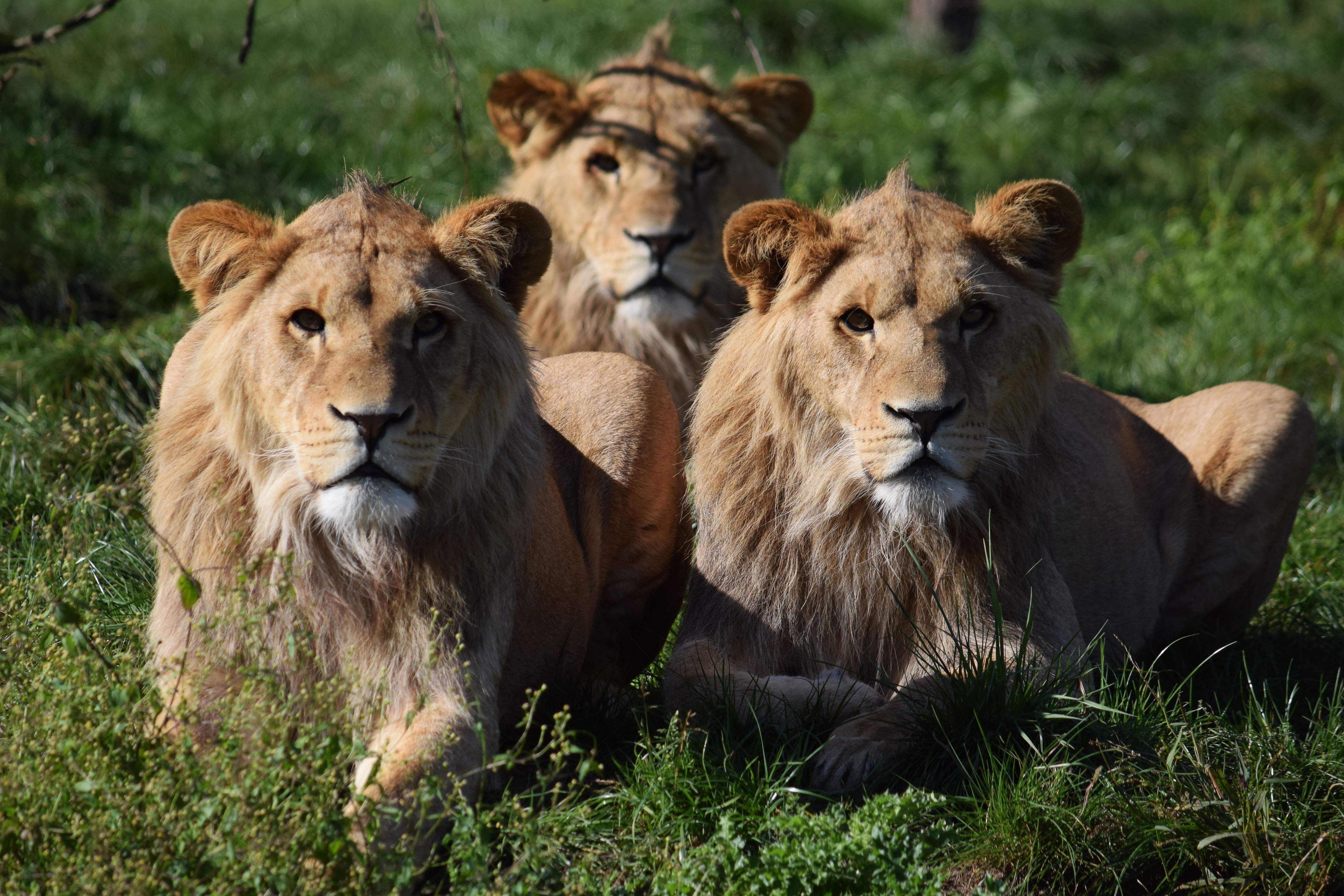 Обои морда, трава, взгляд, хищник, большая кошка, львы, львицы, face, grass, look, predator, big cat, lions, lioness разрешение 5239x3493 Загрузить