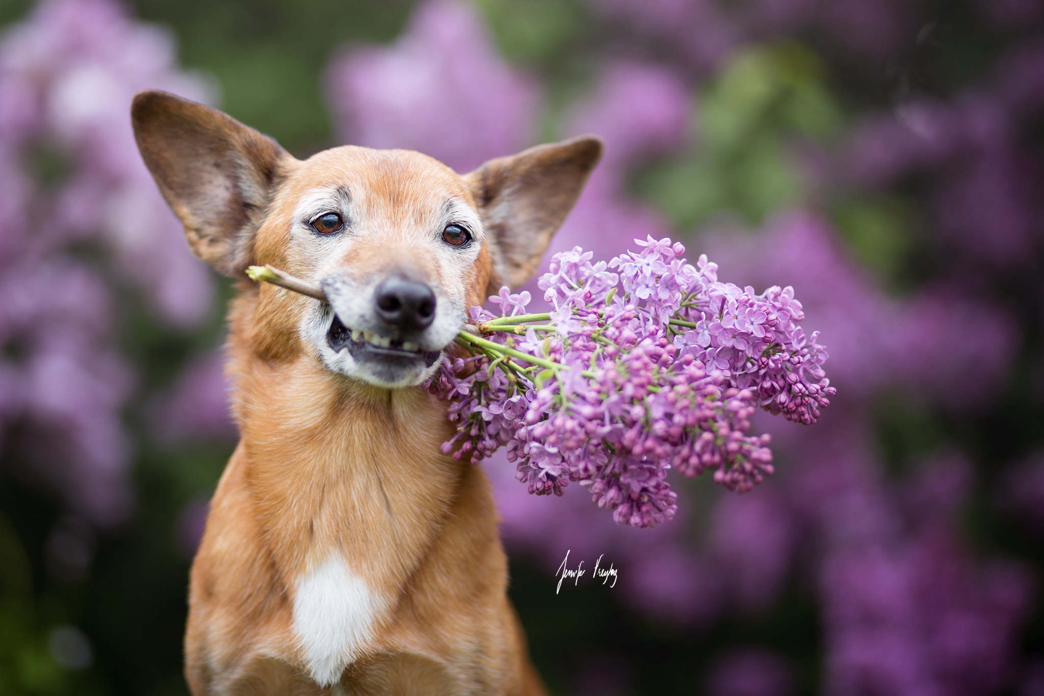 Look dog. Красивые собаки. Собака с цветком. Собака весной. Цветы и животные.