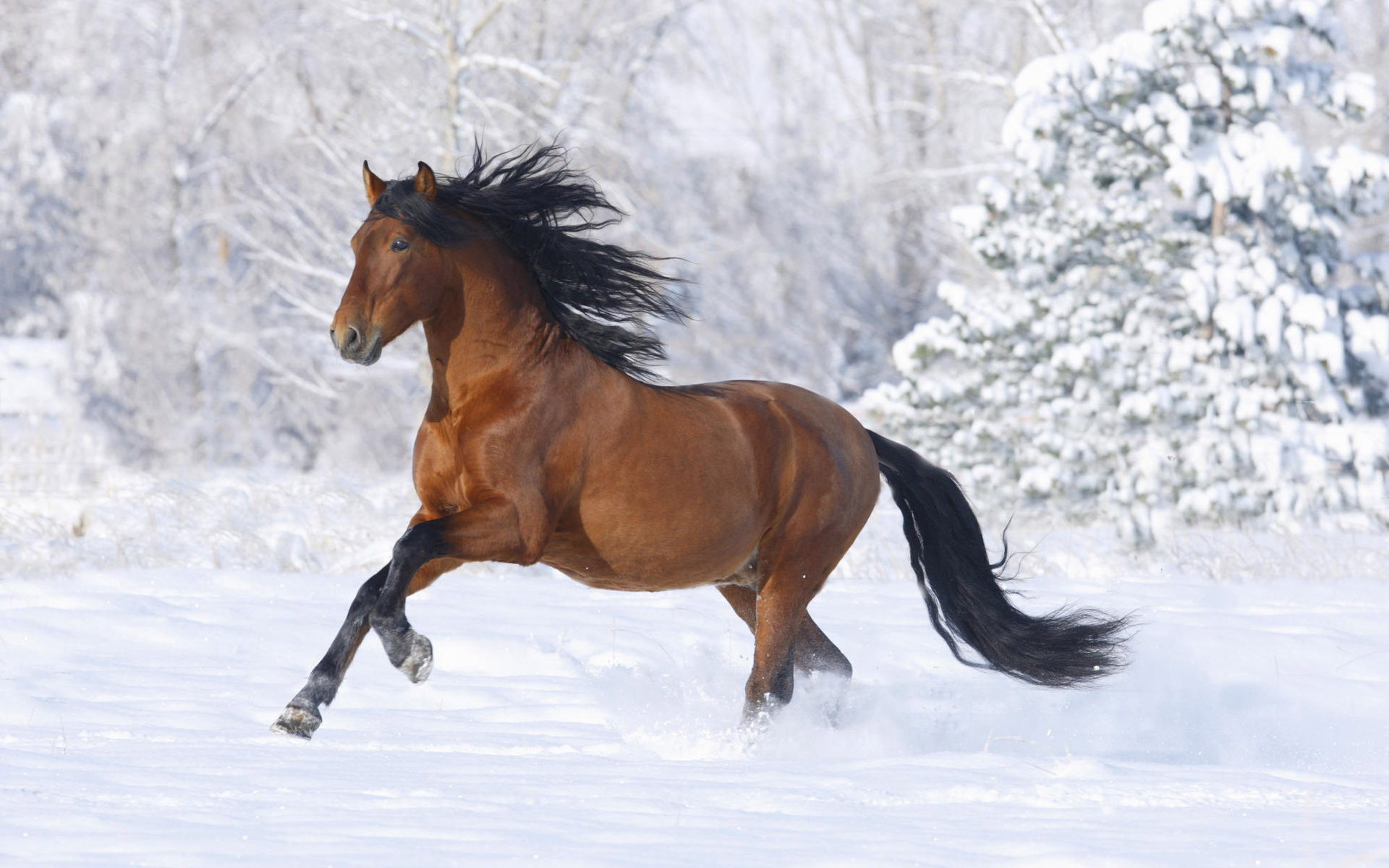 лошади на снегу скачать