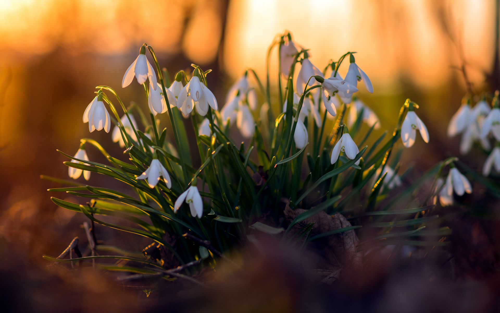 Обои цветы, весна, подснежники, flowers, spring, snowdrops разрешение 1920x1200 Загрузить