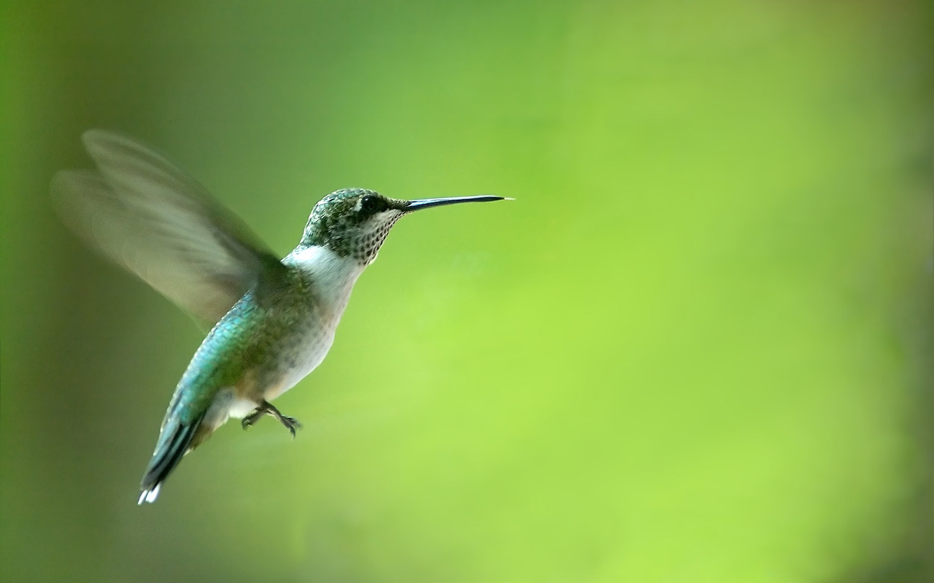 Обои полет, птица, клюв, перья, птичка, колибри, flight, bird, beak, feathers, hummingbird разрешение 1920x1200 Загрузить