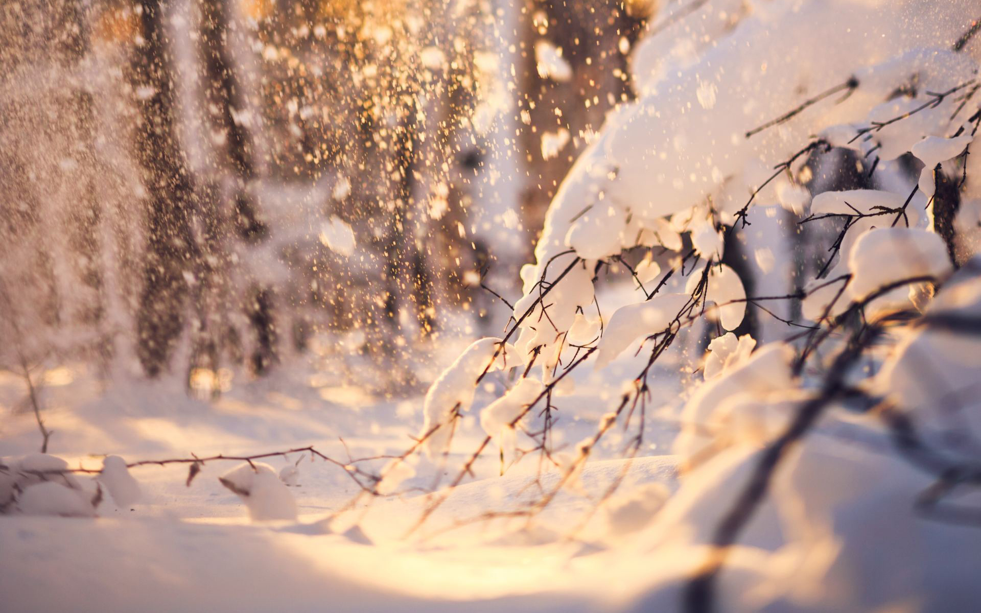 Обои снег, природа, лес, зима, ветки, snow, nature, forest, winter, branches разрешение 1920x1200 Загрузить
