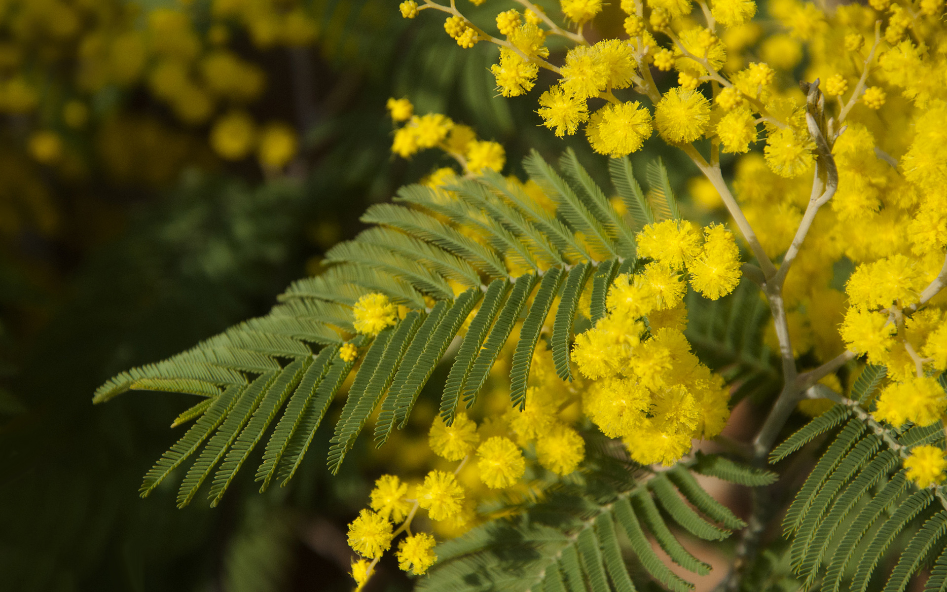 Le couvent mimosa. Акация серебристая Мимоза. Акация густоцветковая. Акация Мимозовая. Акация Мимоза желтая.