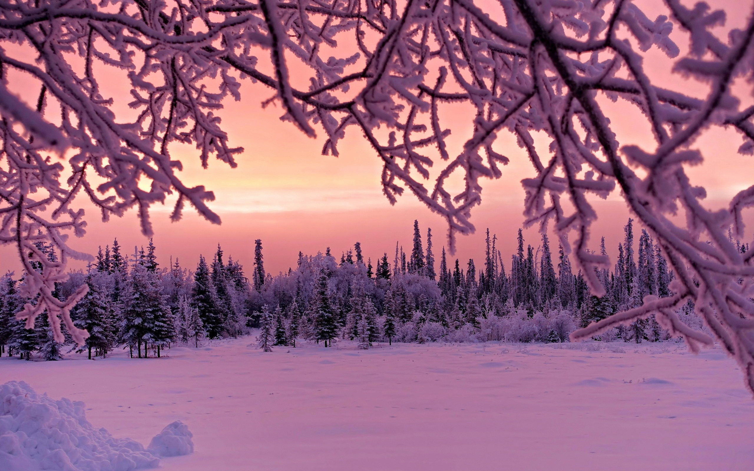 Обои деревья, снег, природа, лес, зима, ветки, иней, trees, snow, nature, forest, winter, branches, frost разрешение 2560x1600 Загрузить