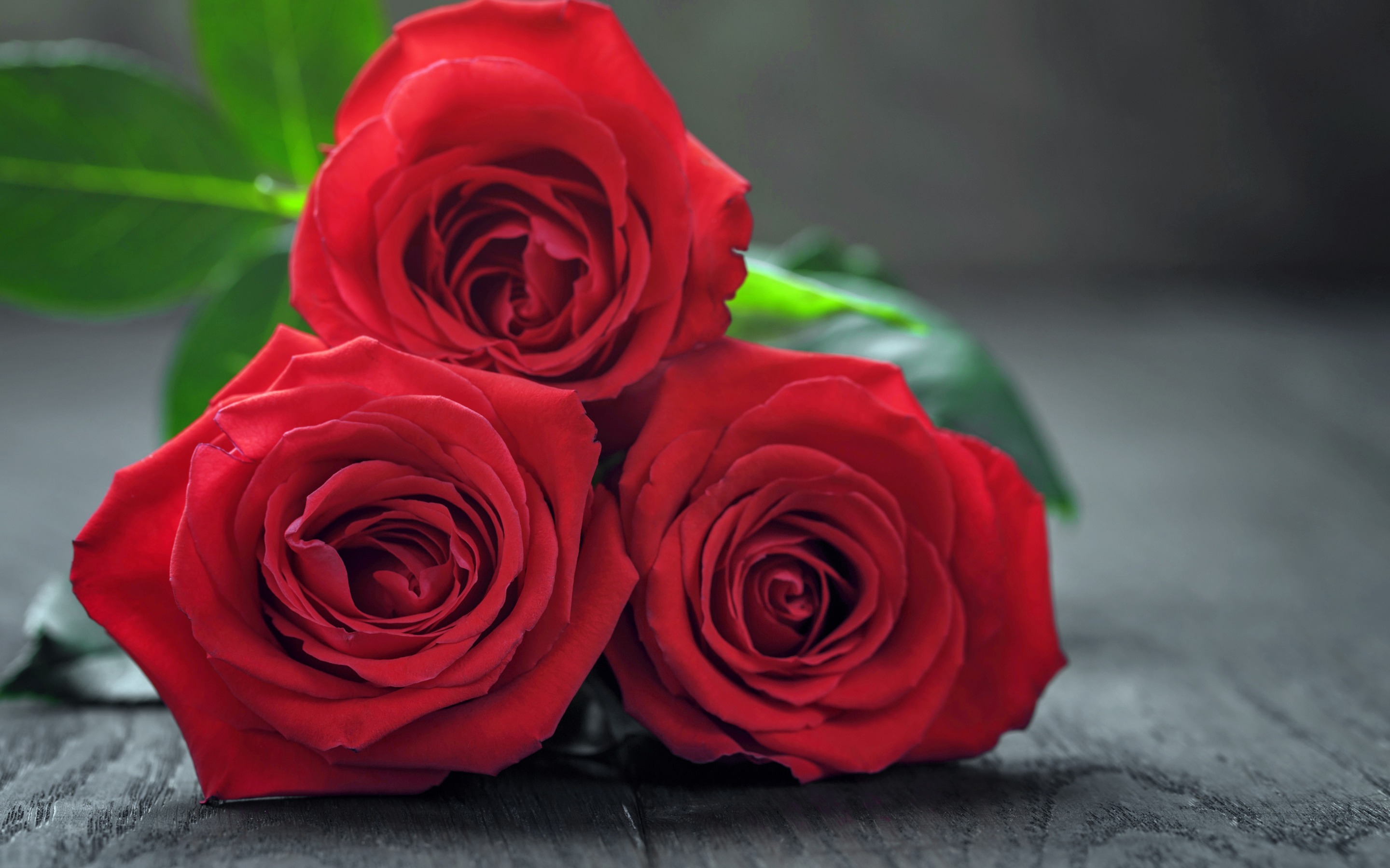 цветы красные розы фото