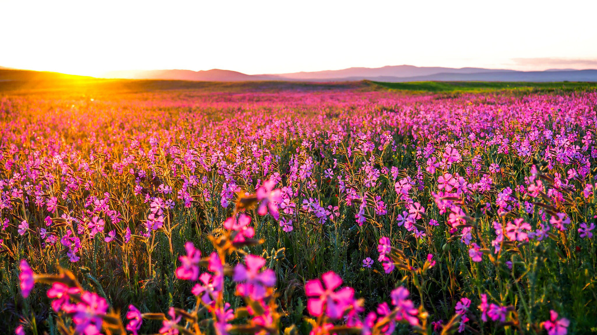 Обои цветы, природа, утро, поле, горизонт, рассвет, flowers, nature, morning, field, horizon, dawn разрешение 1920x1080 Загрузить