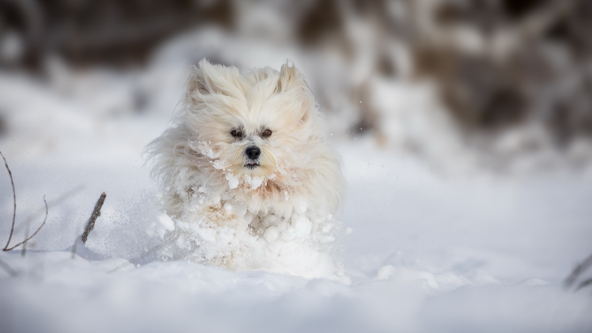 Обои снег, зима, собака, болонка, snow, winter, dog, lapdog разрешение 1920x1080 Загрузить