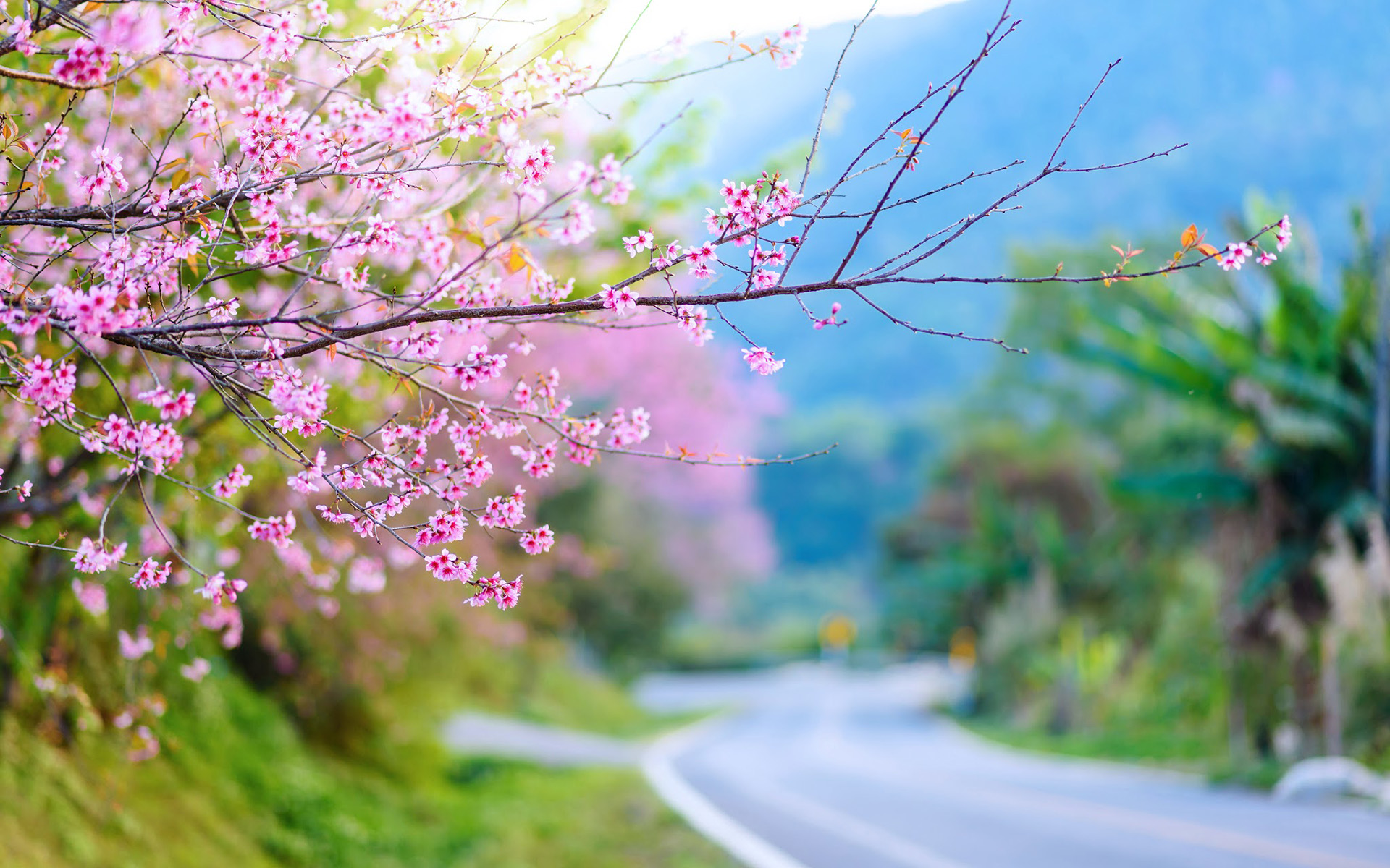 Spring main. Сакура Микинори. Весенняя природа. Весенний пейзаж. Цветущие деревья.