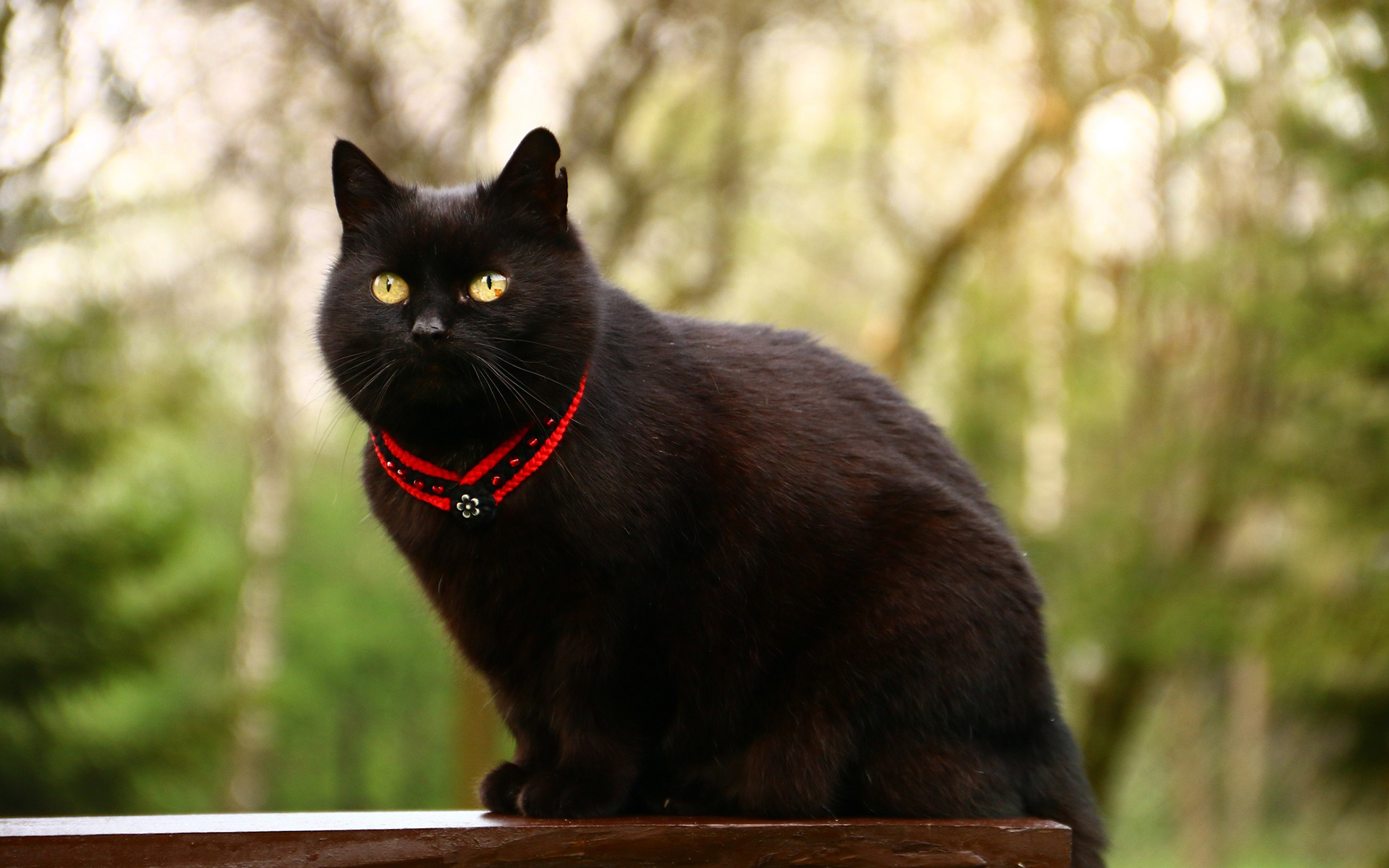 Обои глаза, фон, кот, усы, кошка, взгляд, кот.черный, eyes, background, cat, mustache, look, cat.black разрешение 1920x1200 Загрузить