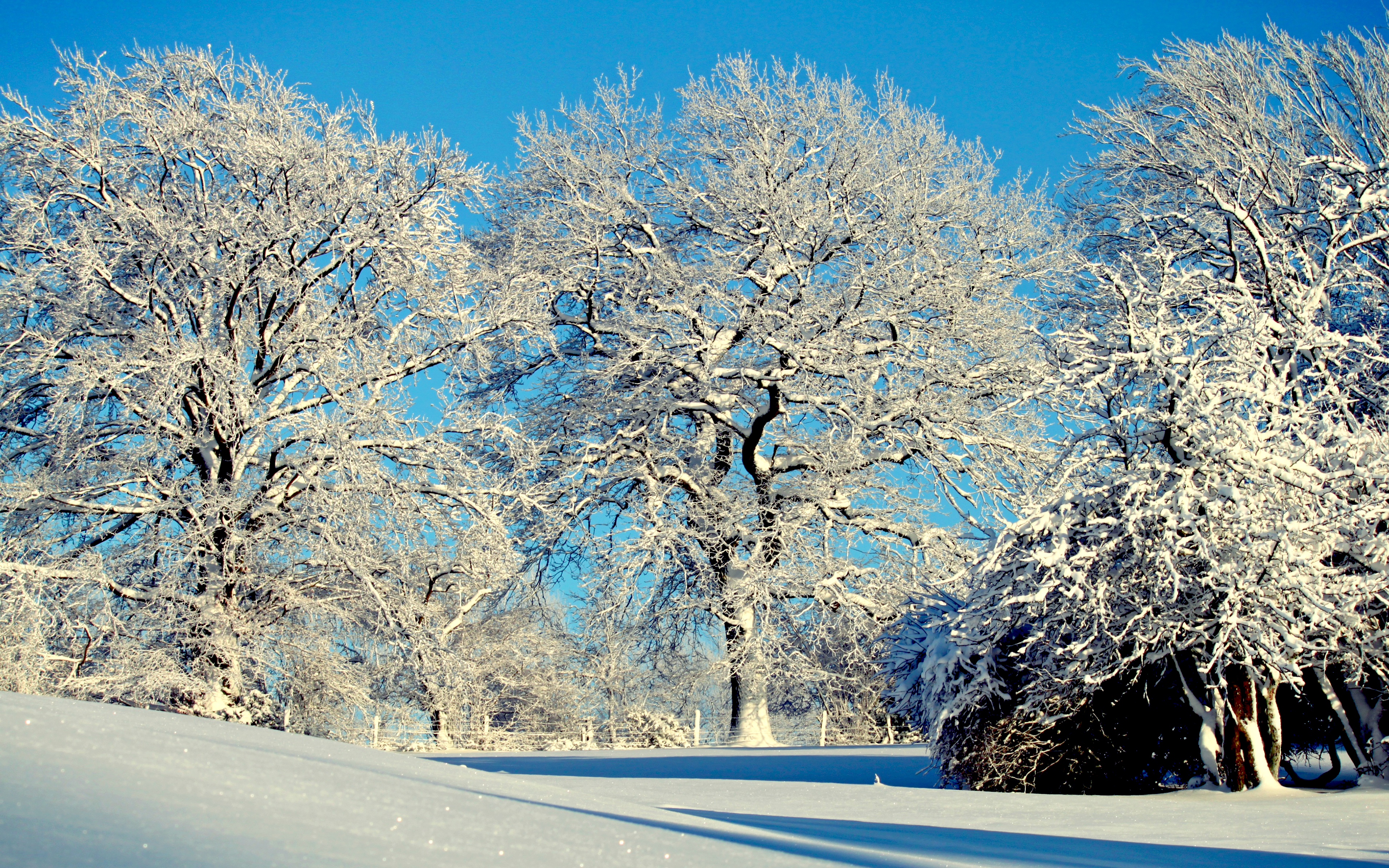 Обои деревья, снег, природа, зима, trees, snow, nature, winter разрешение 3840x2400 Загрузить