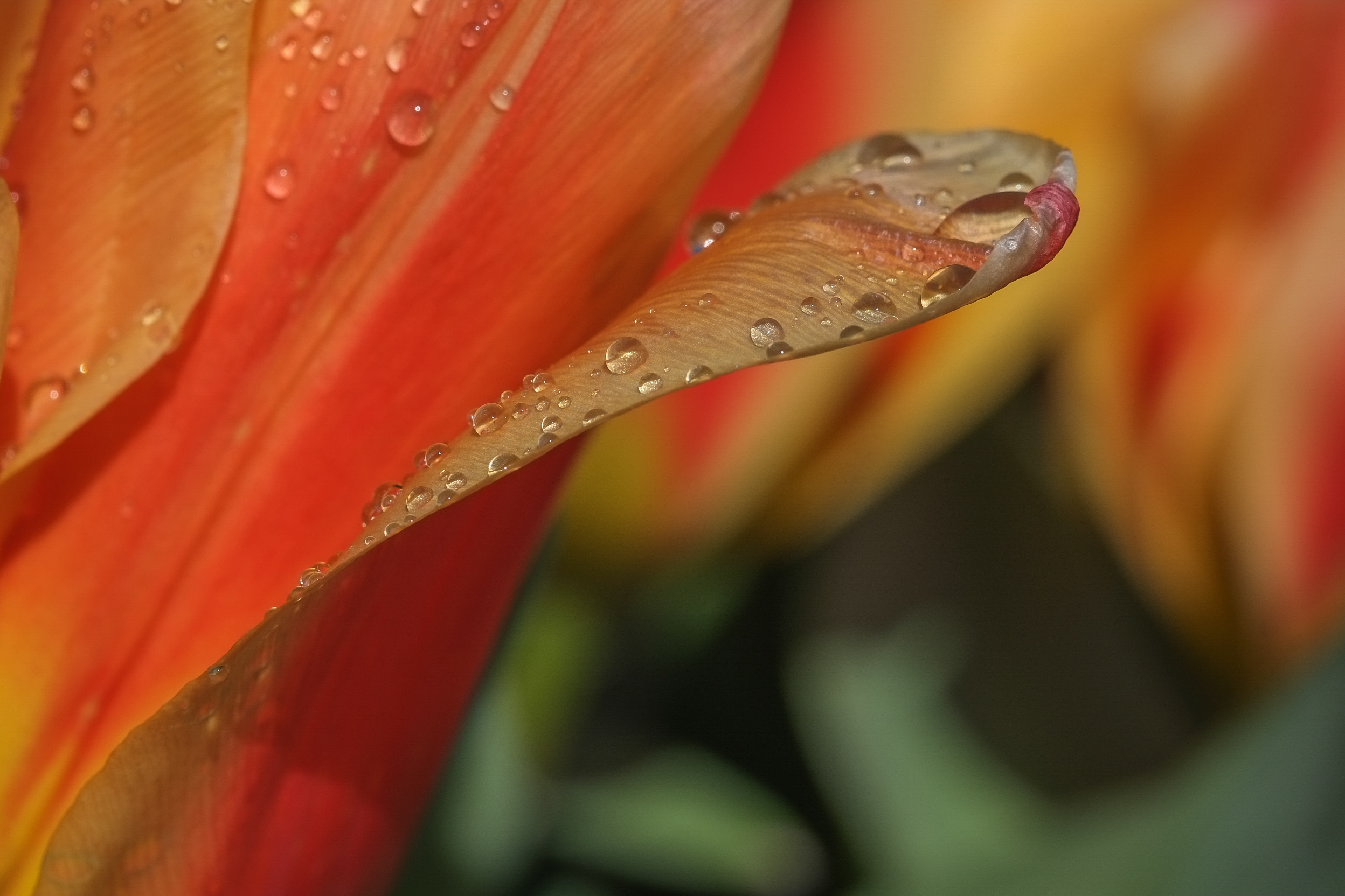 Обои макро, цветок, роса, капли, лепестки, тюльпан, macro, flower, rosa, drops, petals, tulip разрешение 2496x1664 Загрузить