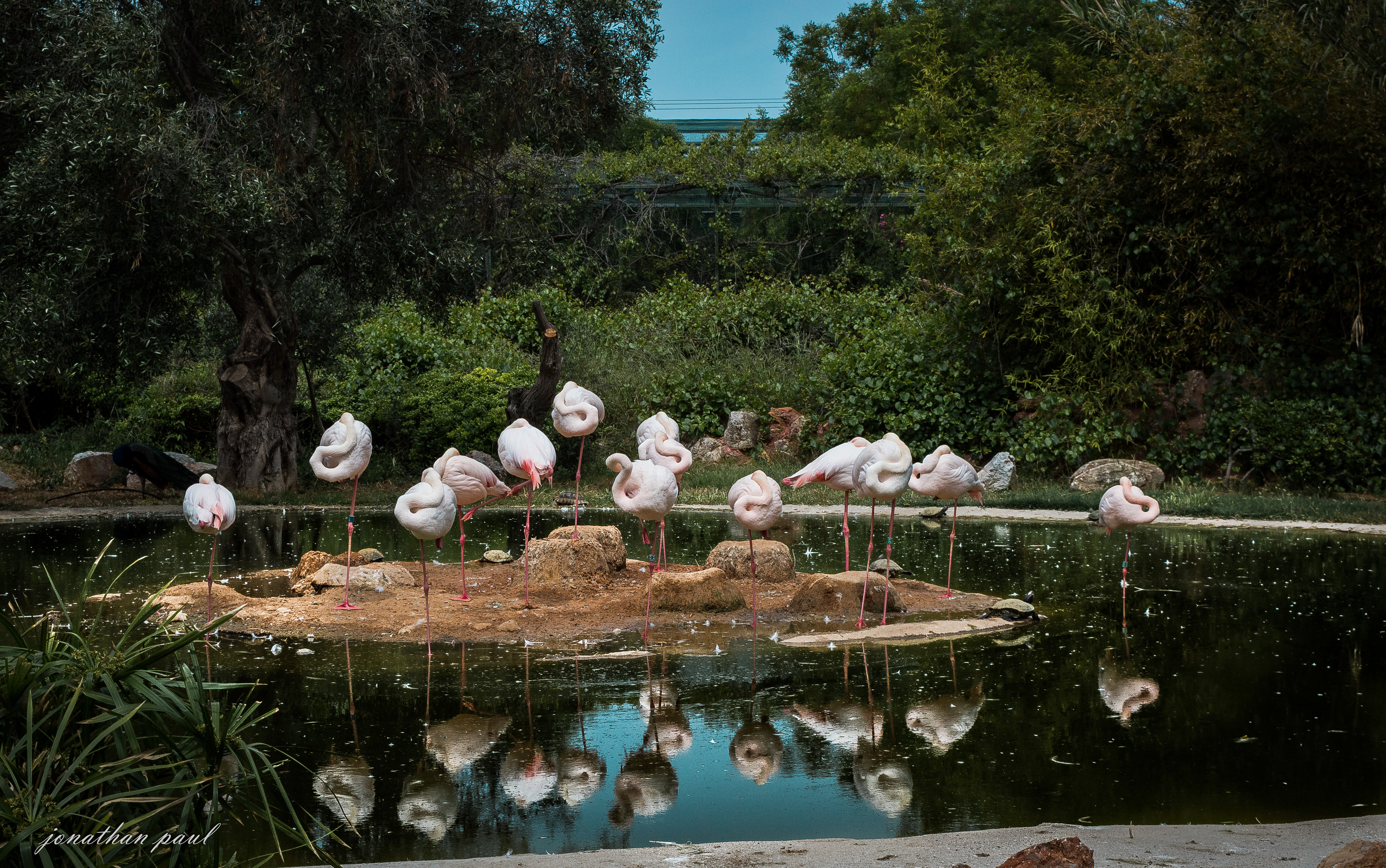 Обои вода, отражение, фламинго, птицы, water, reflection, flamingo, birds разрешение 6016x3768 Загрузить