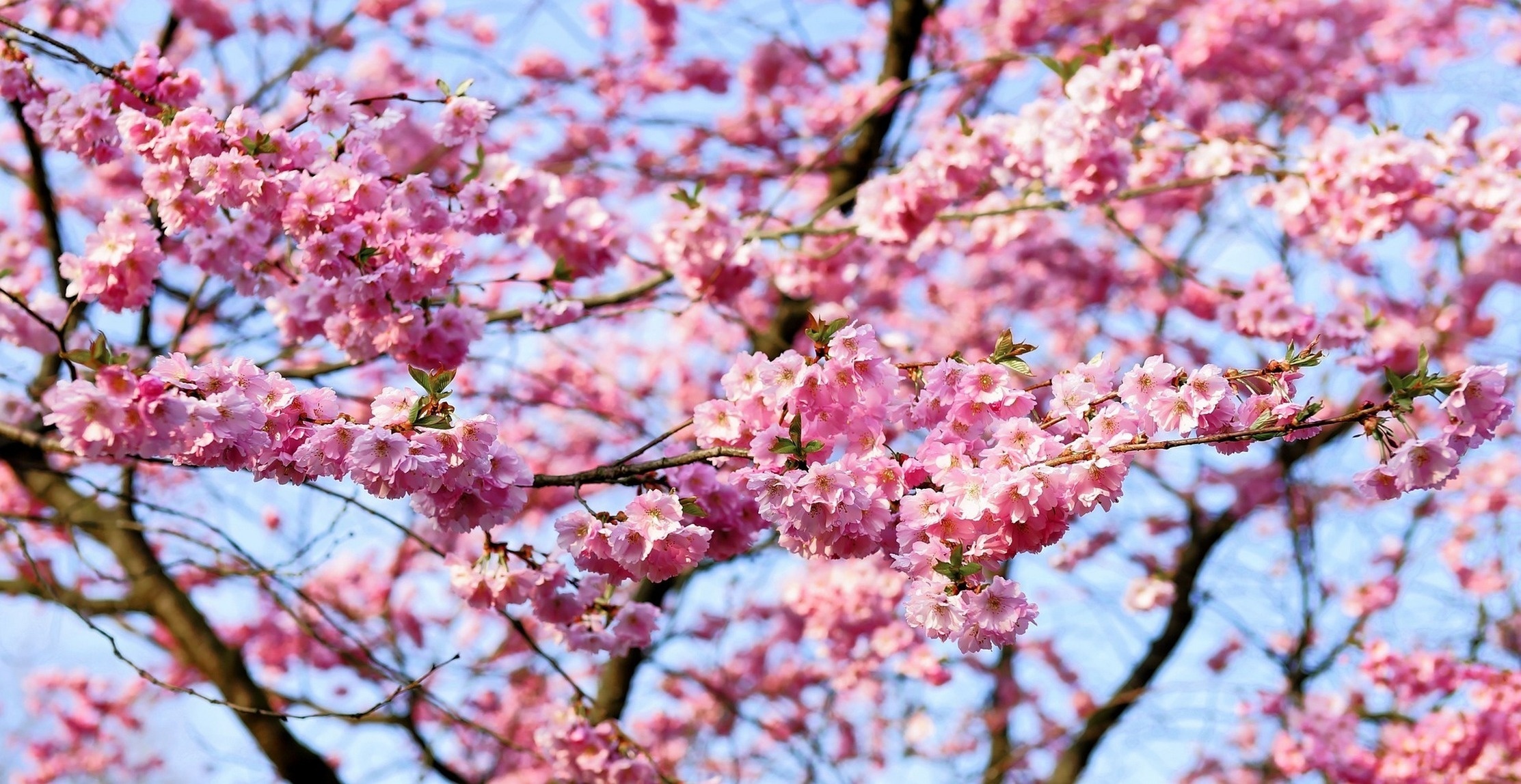 Обои небо, цветы, природа, цветение, ветки, весна, вишня, сакура, the sky, flowers, nature, flowering, branches, spring, cherry, sakura разрешение 2225x1148 Загрузить