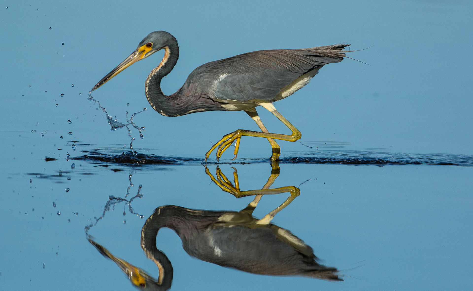 Обои вода, отражение, птица, клюв, перья, цапля, water, reflection, bird, beak, feathers, heron разрешение 1920x1180 Загрузить