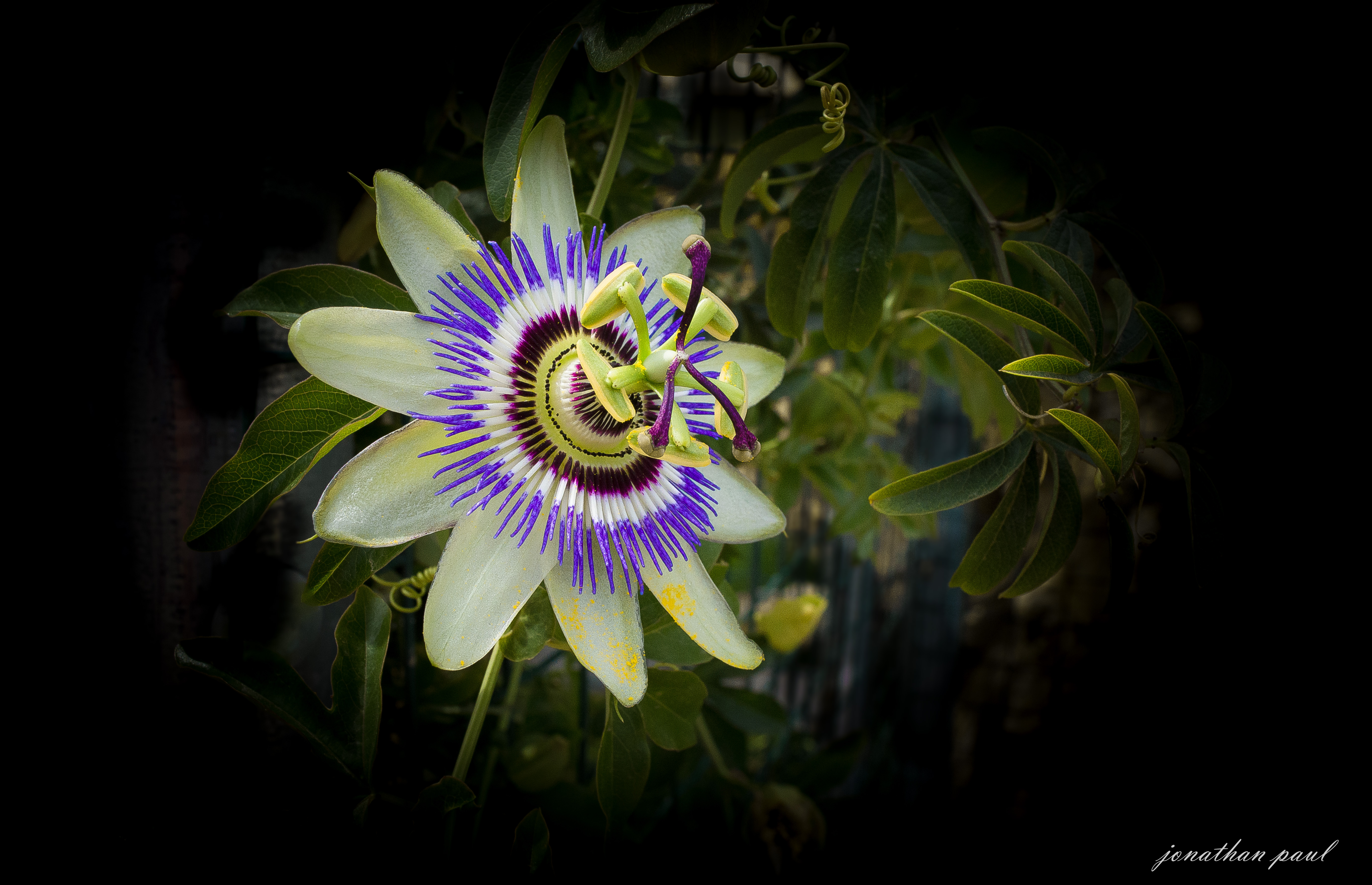 Обои цветок, черный фон, пассифлора, flower, black background, passionflower разрешение 5464x3525 Загрузить