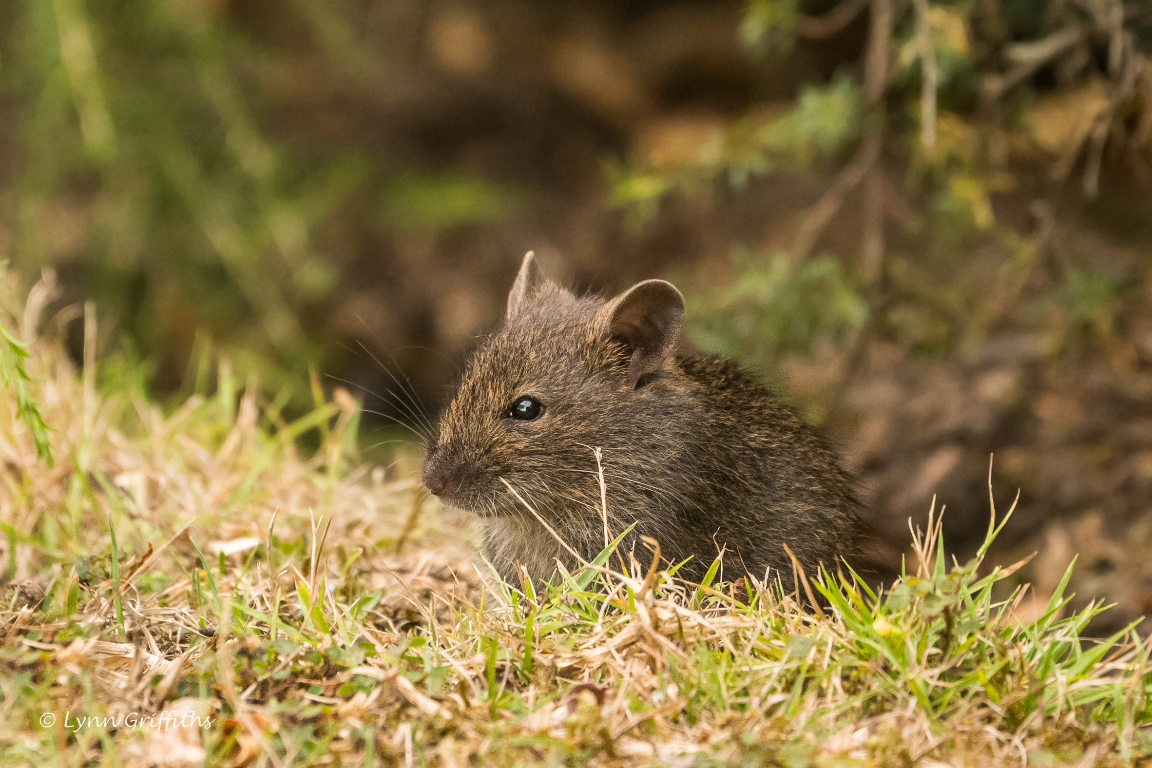 Мышка на травинке без смс