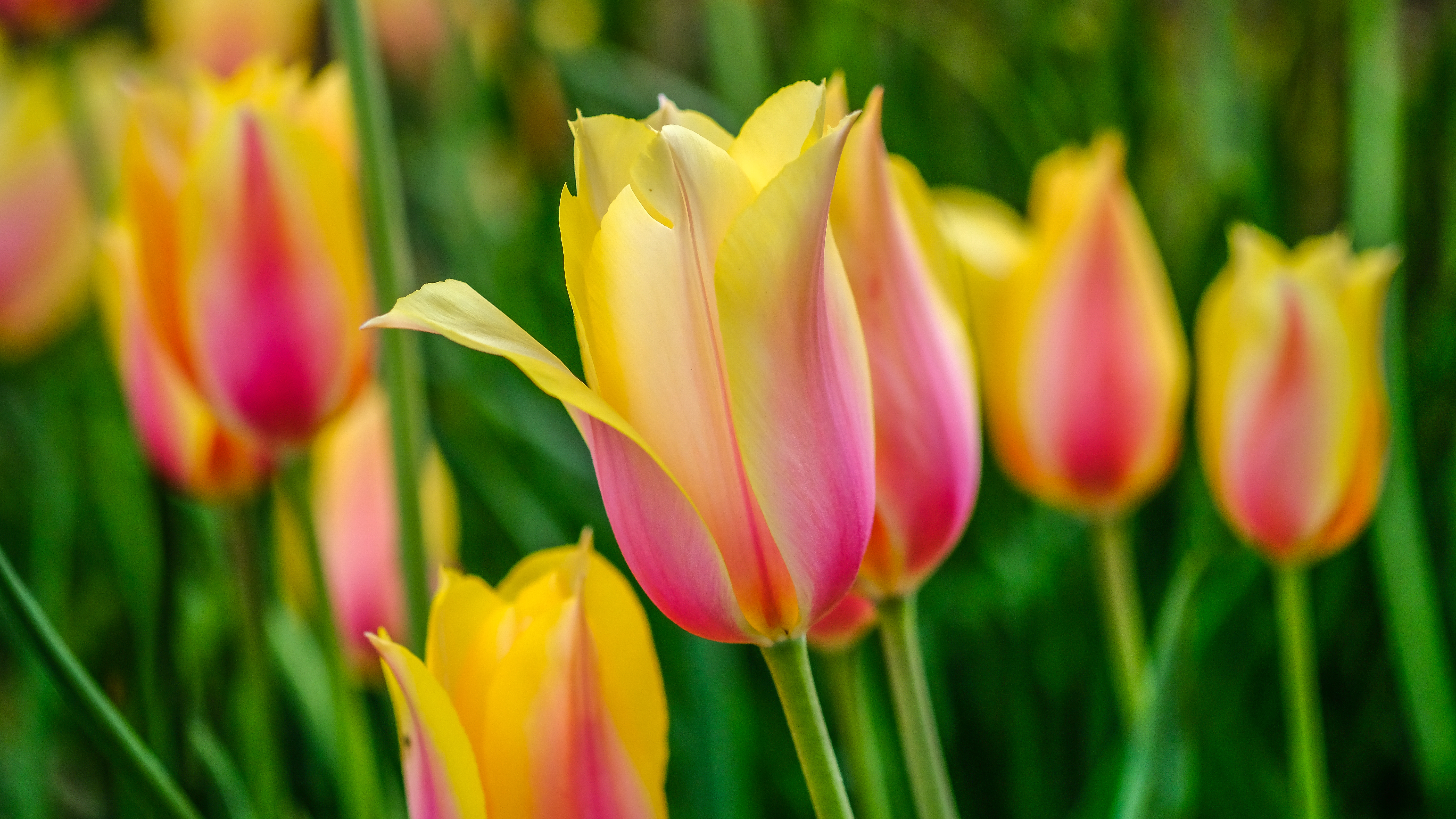 Обои цветы, бутоны, лепестки, весна, тюльпаны, flowers, buds, petals, spring, tulips разрешение 6000x3376 Загрузить