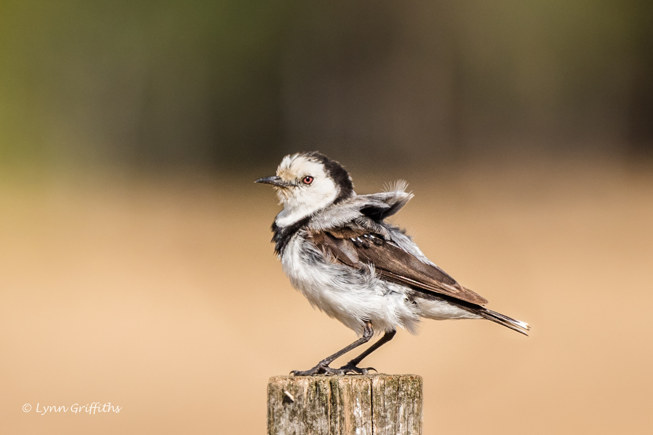 Обои природа, птица, клюв, пенек, lynn griffiths, nature, bird, beak, stump разрешение 2092x1395 Загрузить