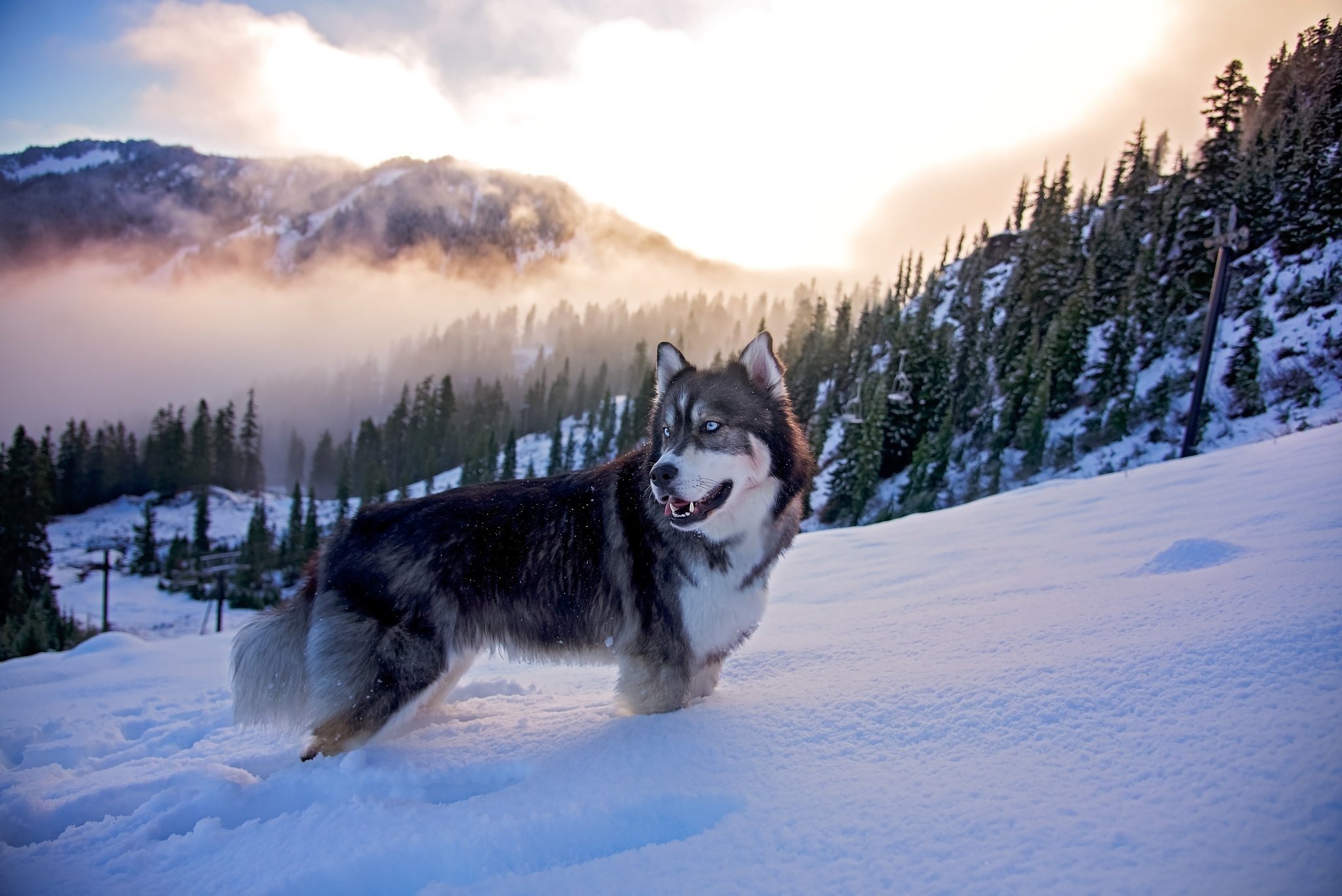 природа животные собака снег небо облака nature animals dog snow the sky clouds бесплатно